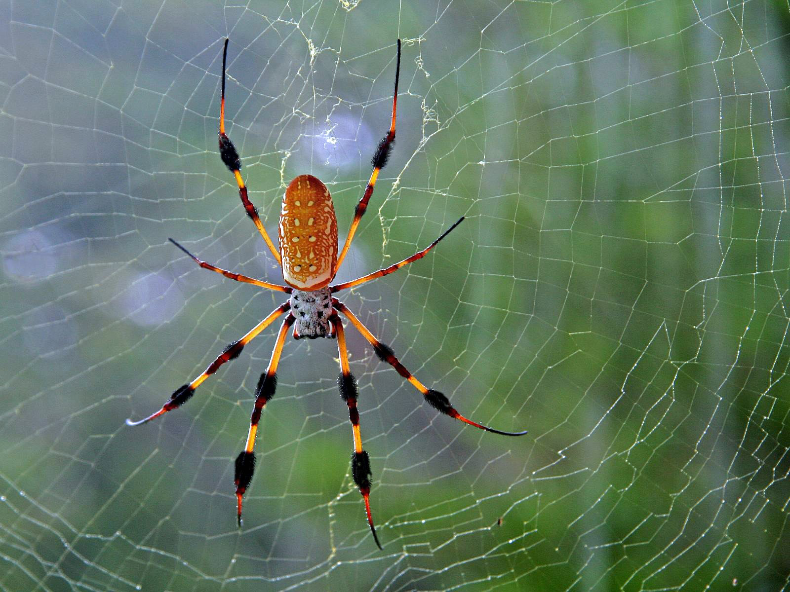 animal, spider, spiders Free Background