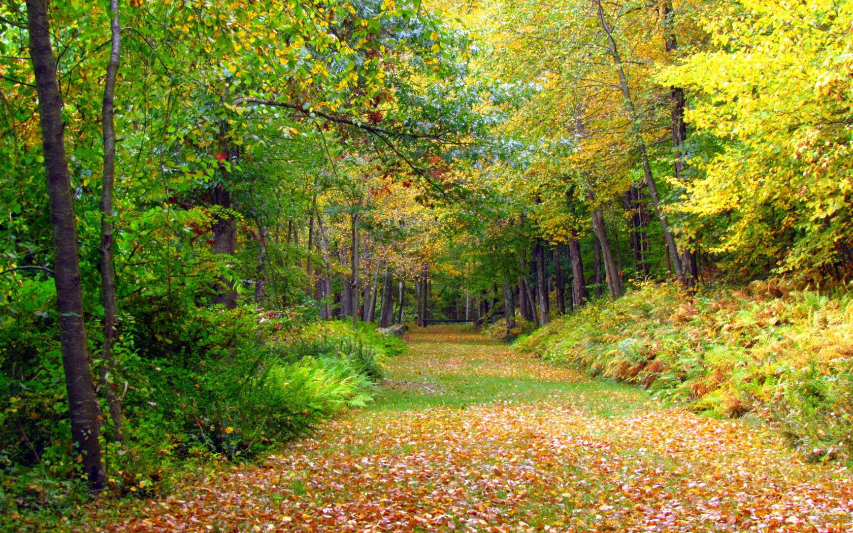 112878壁紙のダウンロード木, 自然, 秋, 葉, 木の葉-スクリーンセーバーと写真を無料で
