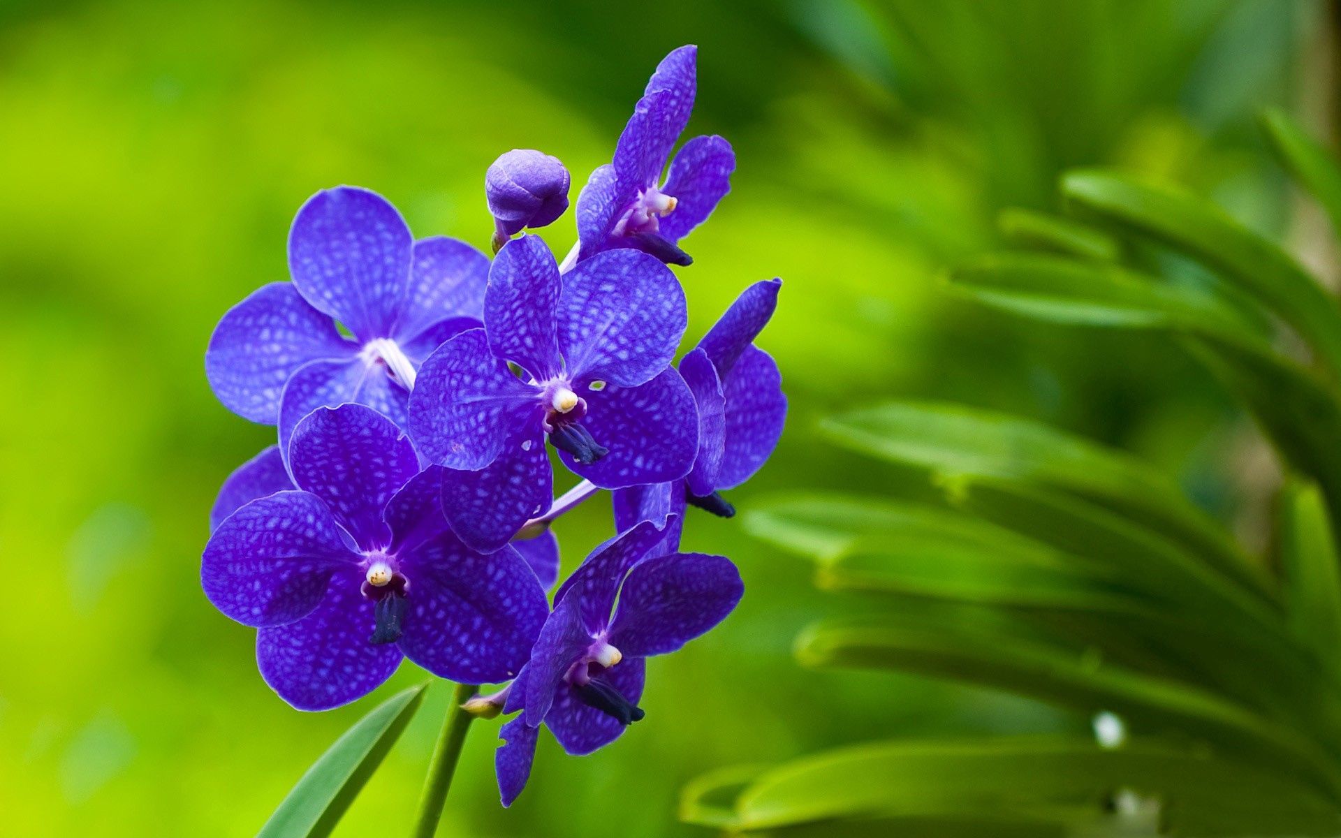 grass, bright, macro, branch, flowers, violet, purple cellphone
