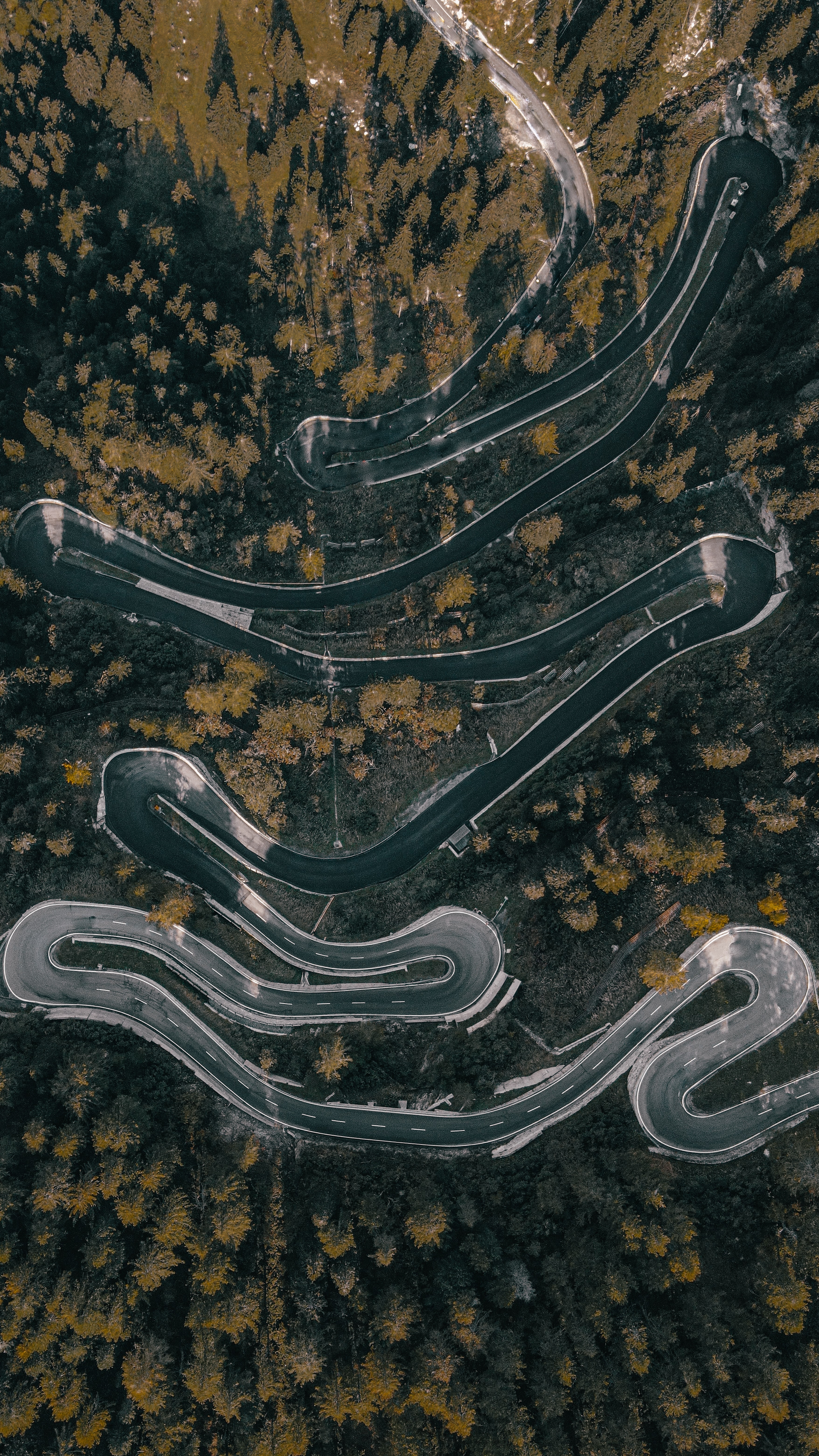 winding, forest, nature, trees, view from above, road, markup, sinuous