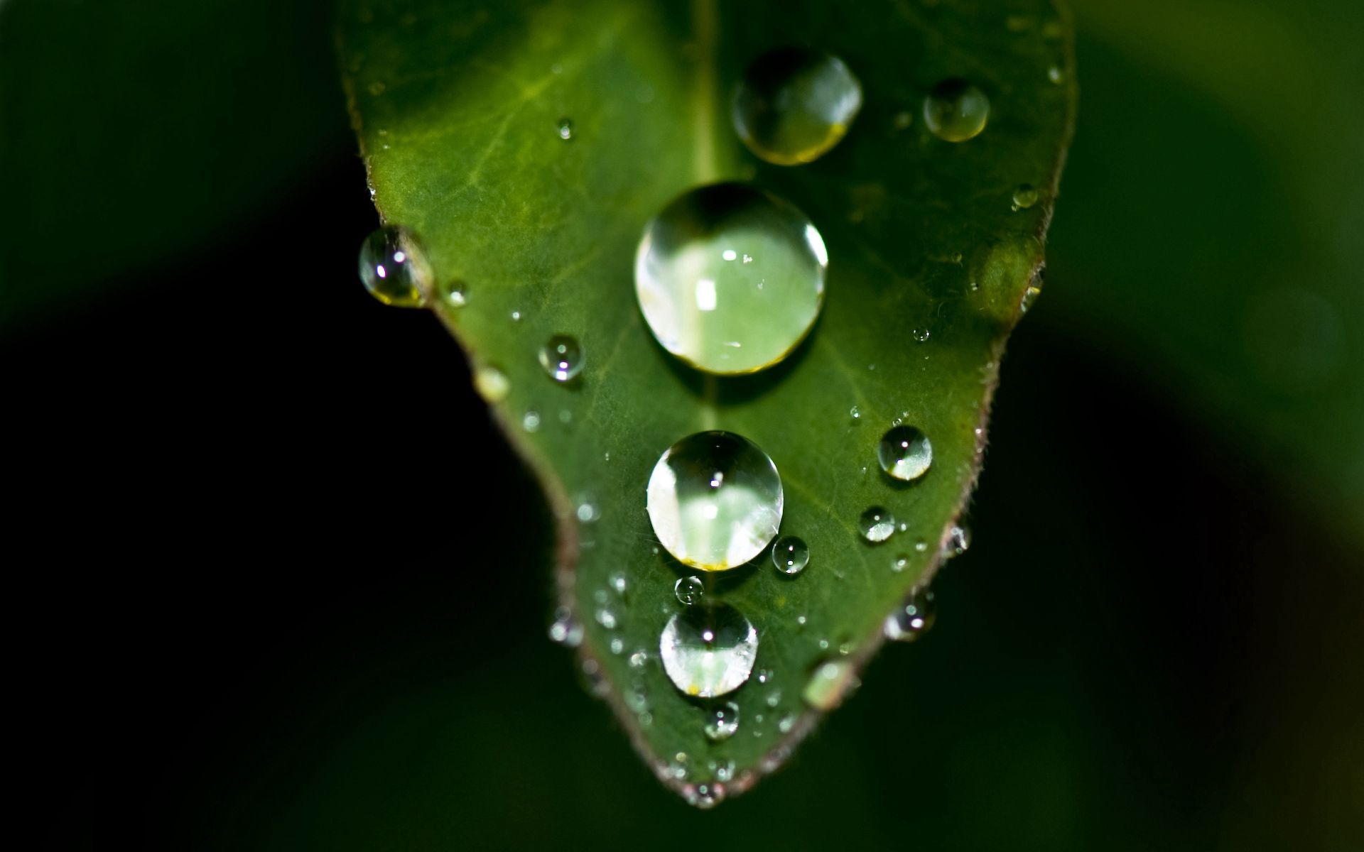 drops, macro, sheet, leaf, shadow, dew