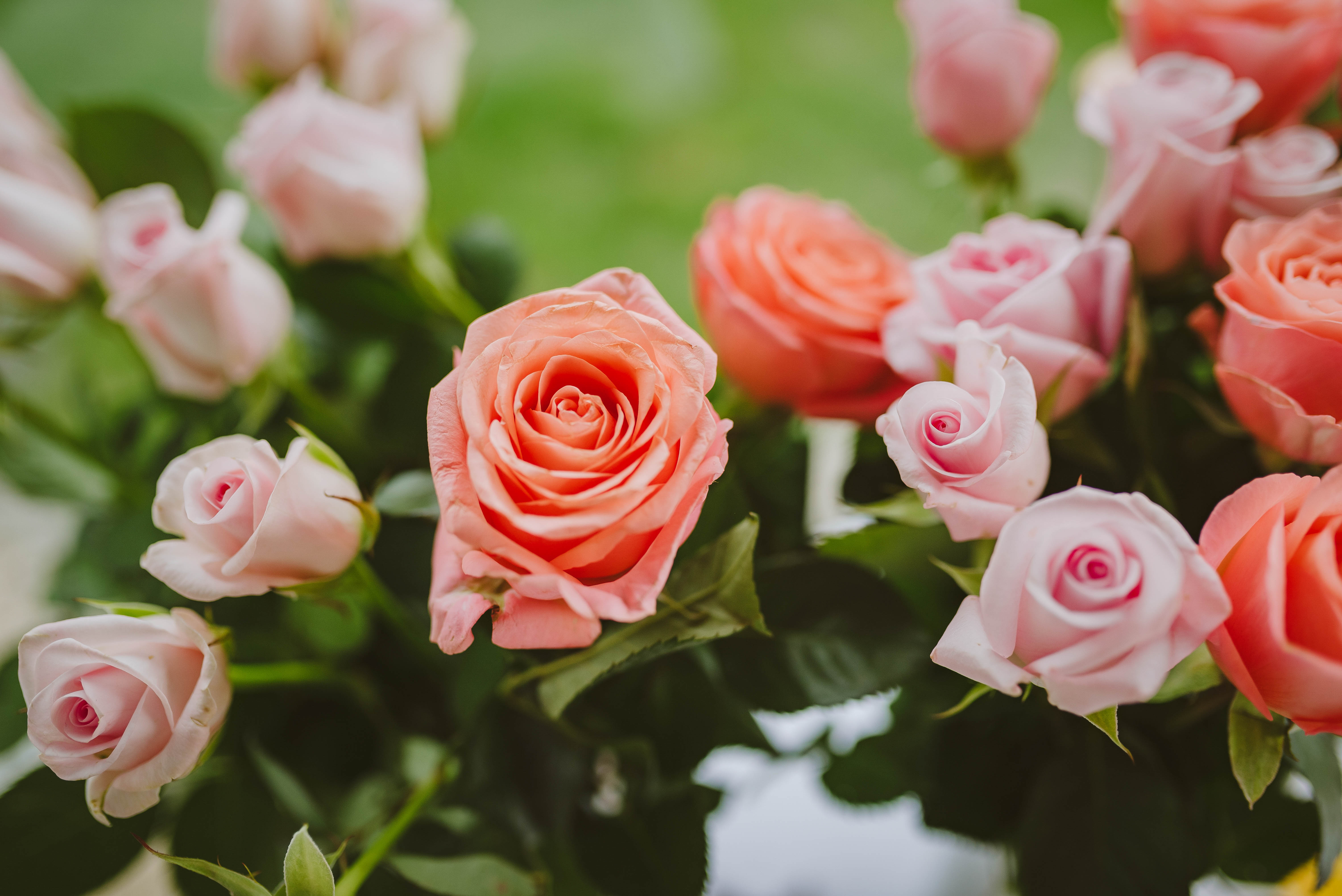 Laden Sie das Blühen, Blumen, Blühenden, Roses, Pflanze, Rosa-Bild kostenlos auf Ihren PC-Desktop herunter