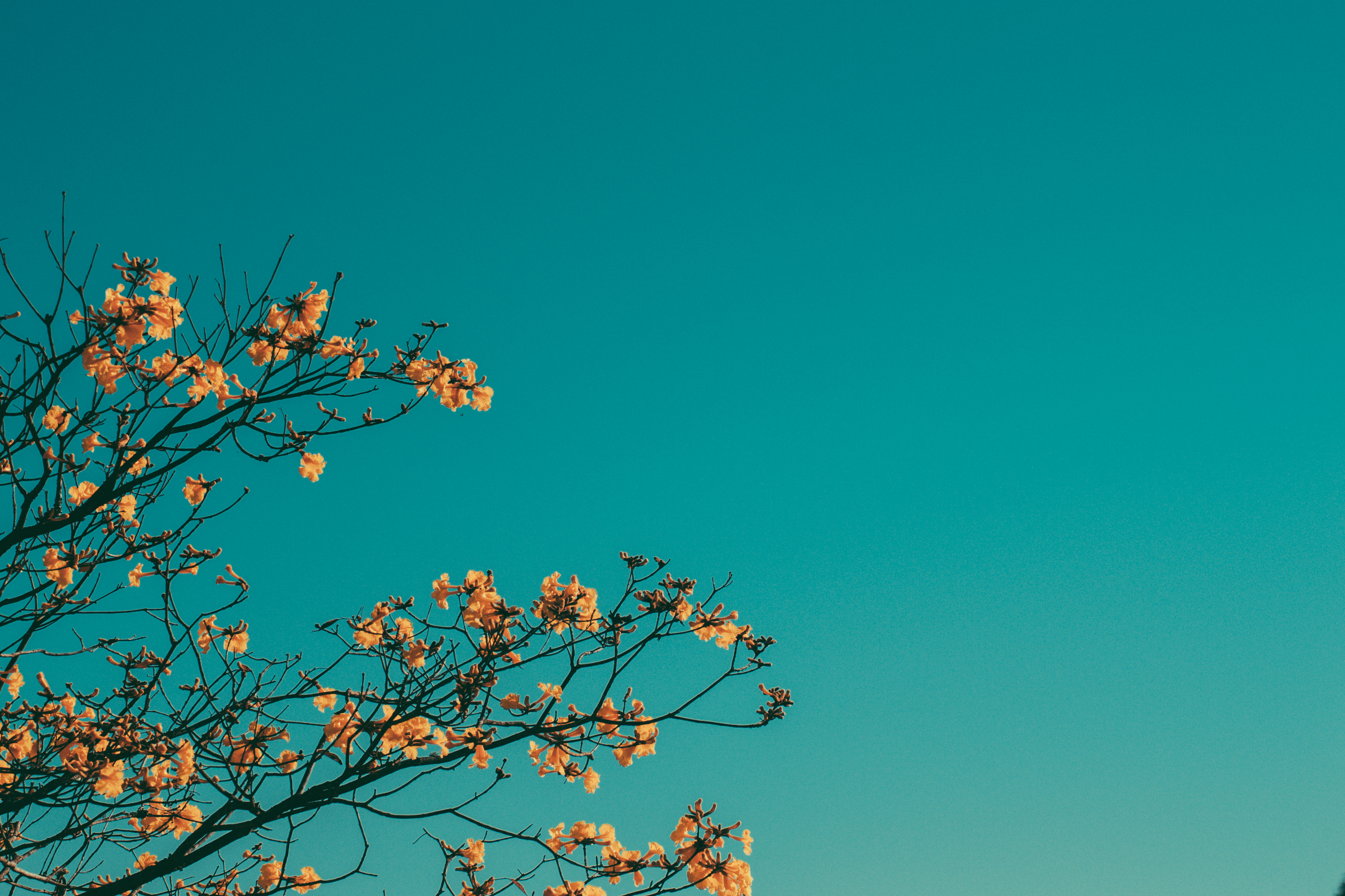 minimalism, nature, sky, branches wallpapers for tablet