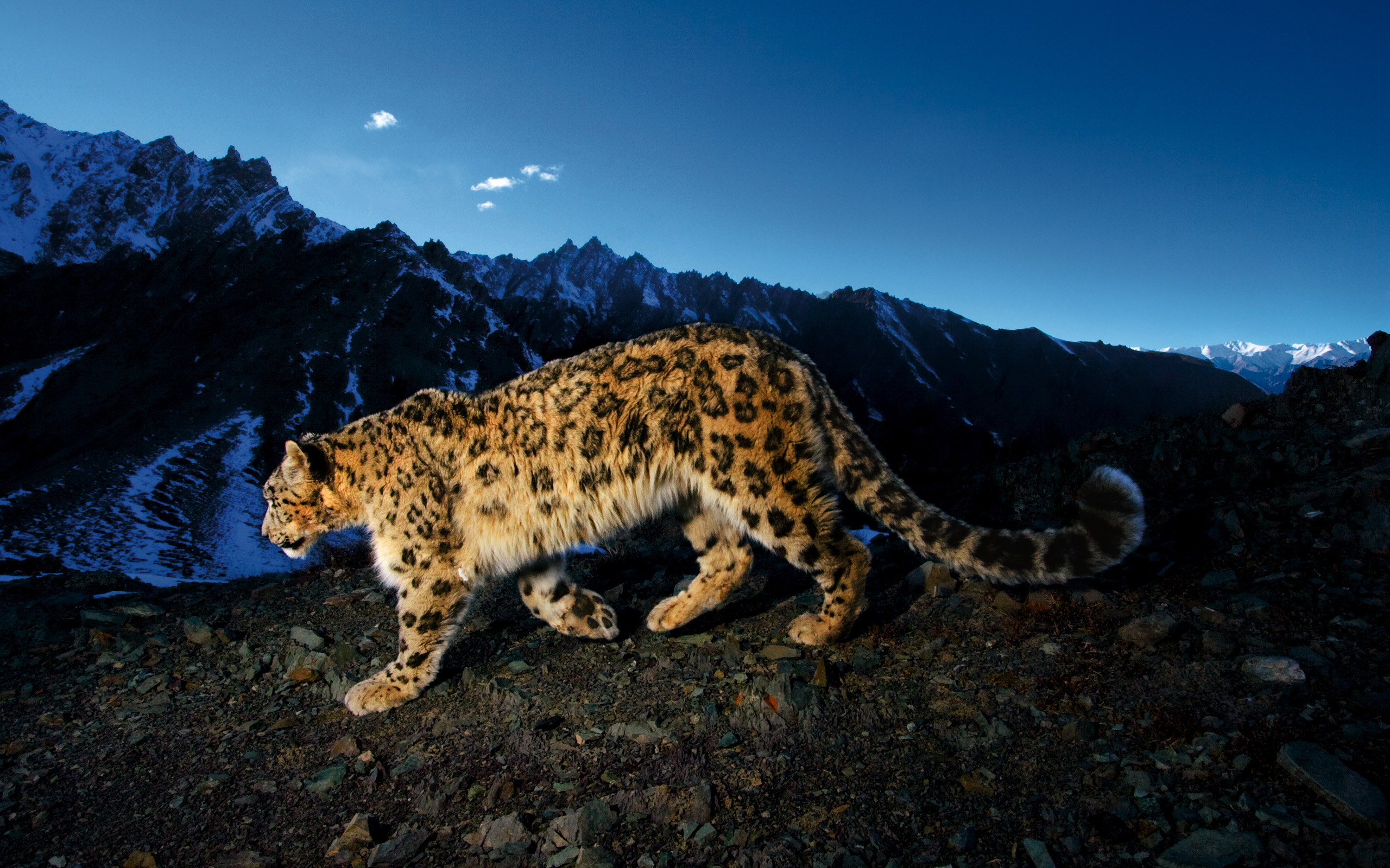 523134 Hintergrundbild herunterladen tiere, schneeleopard, katzen - Bildschirmschoner und Bilder kostenlos