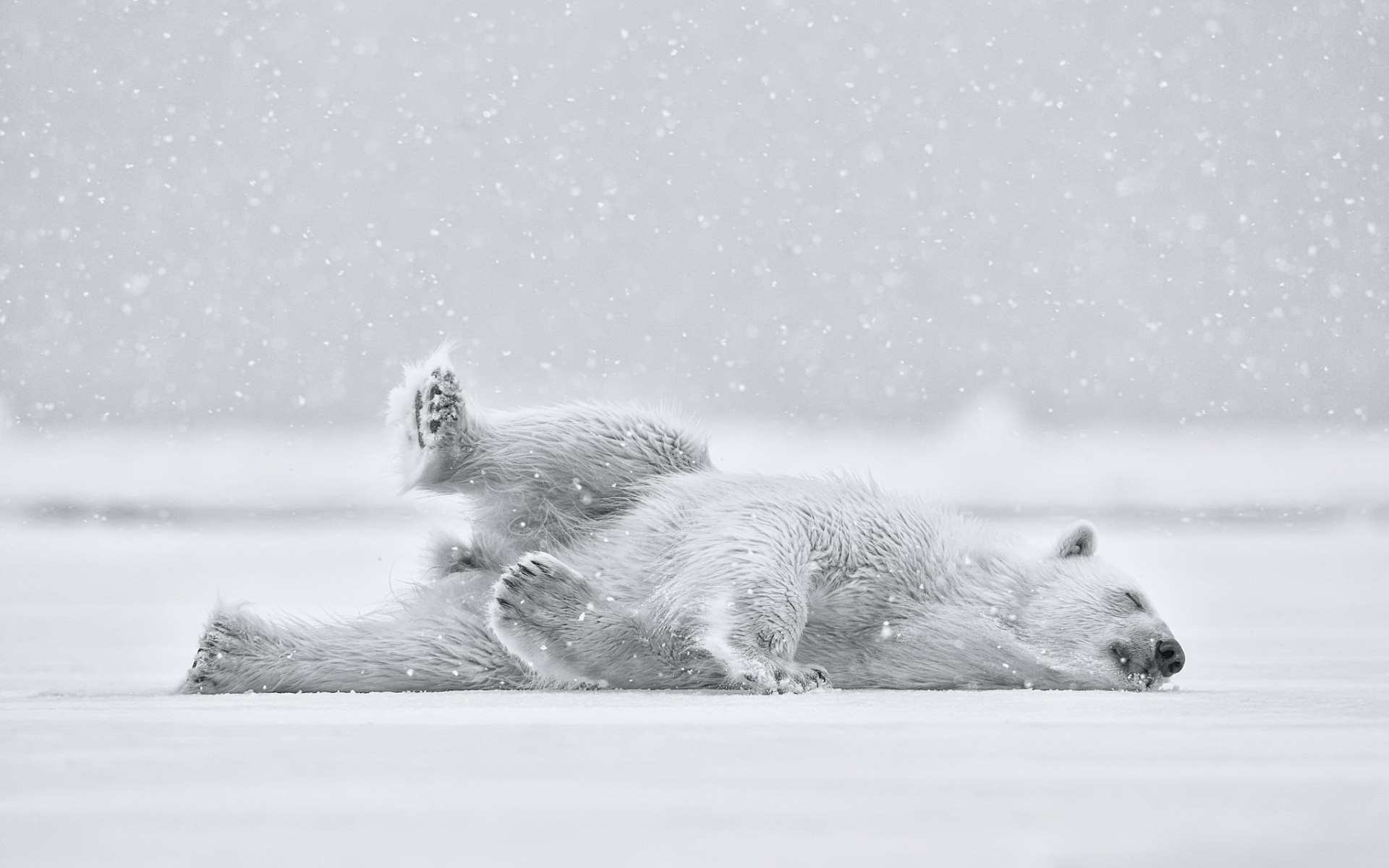 Белый медведь валяется на снегу