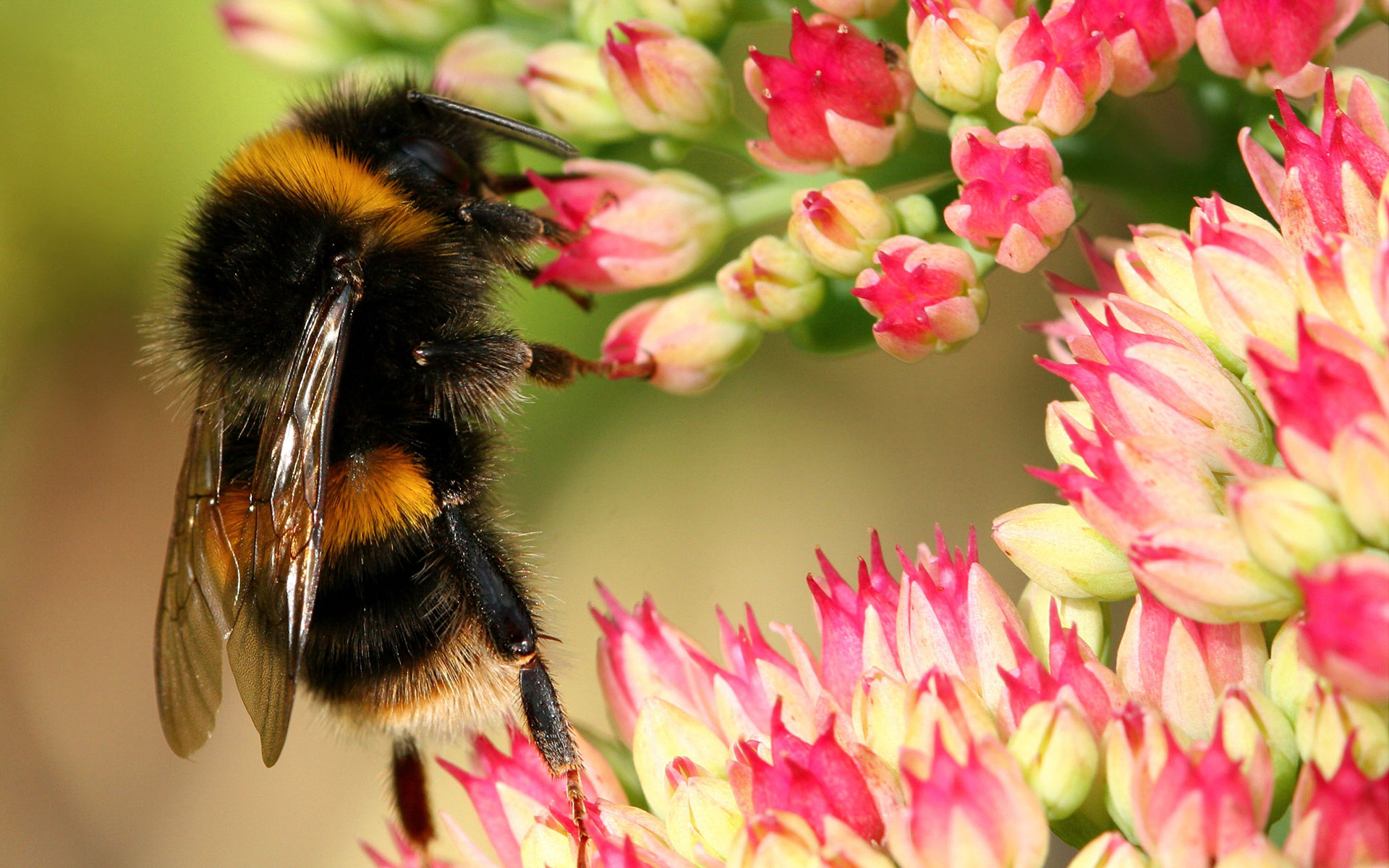 animal, bumblebee Smartphone Background