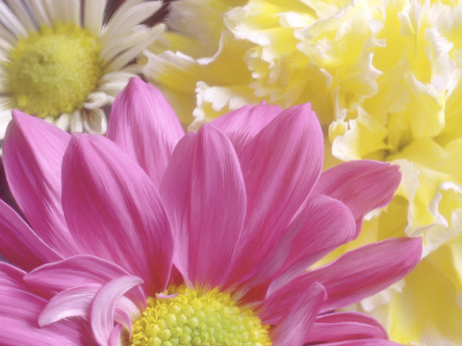 Téléchargez des papiers peints mobile Chrysanthème, Plantes, Fleurs, Dessins gratuitement.