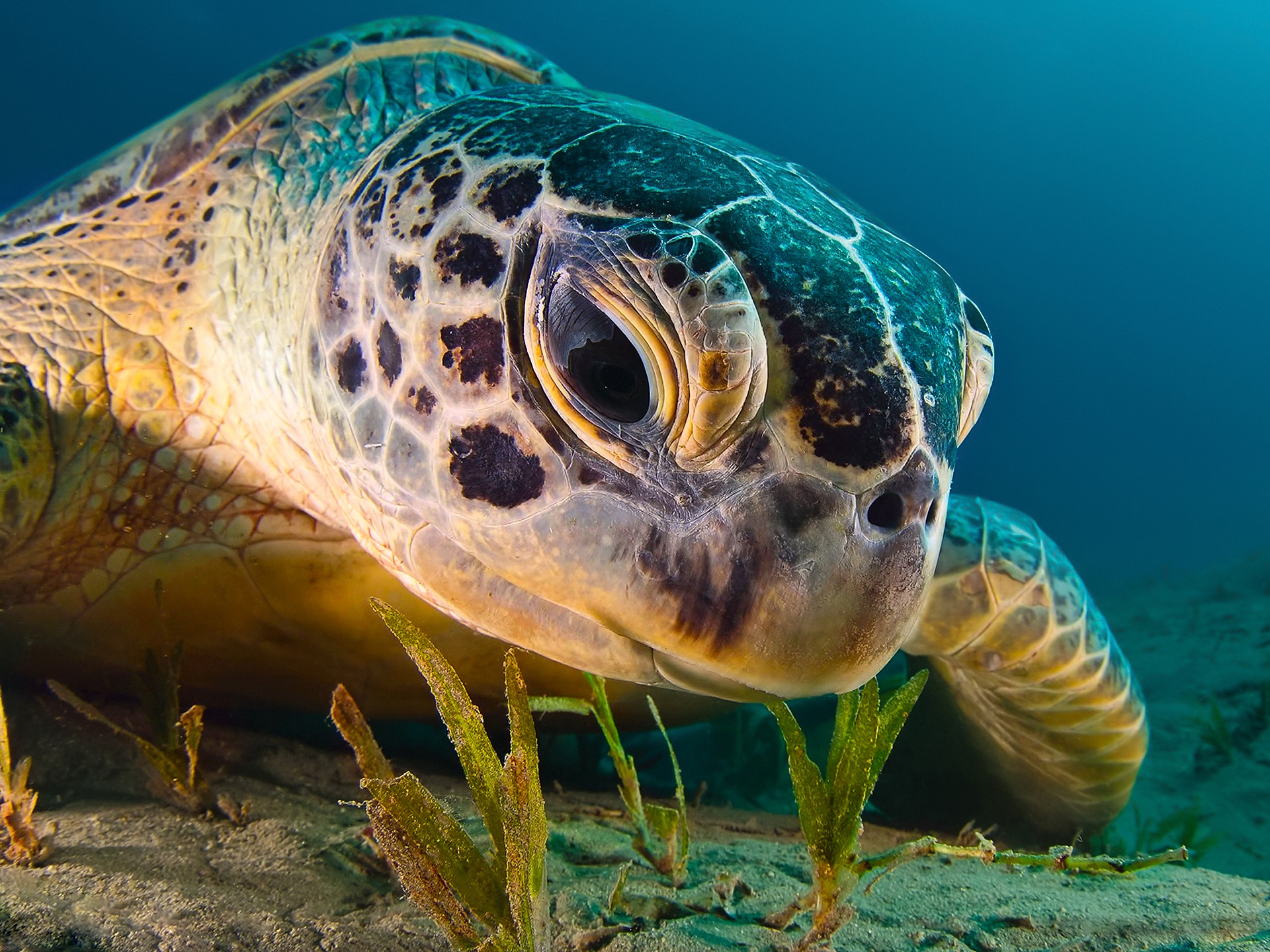картинку морских черепах