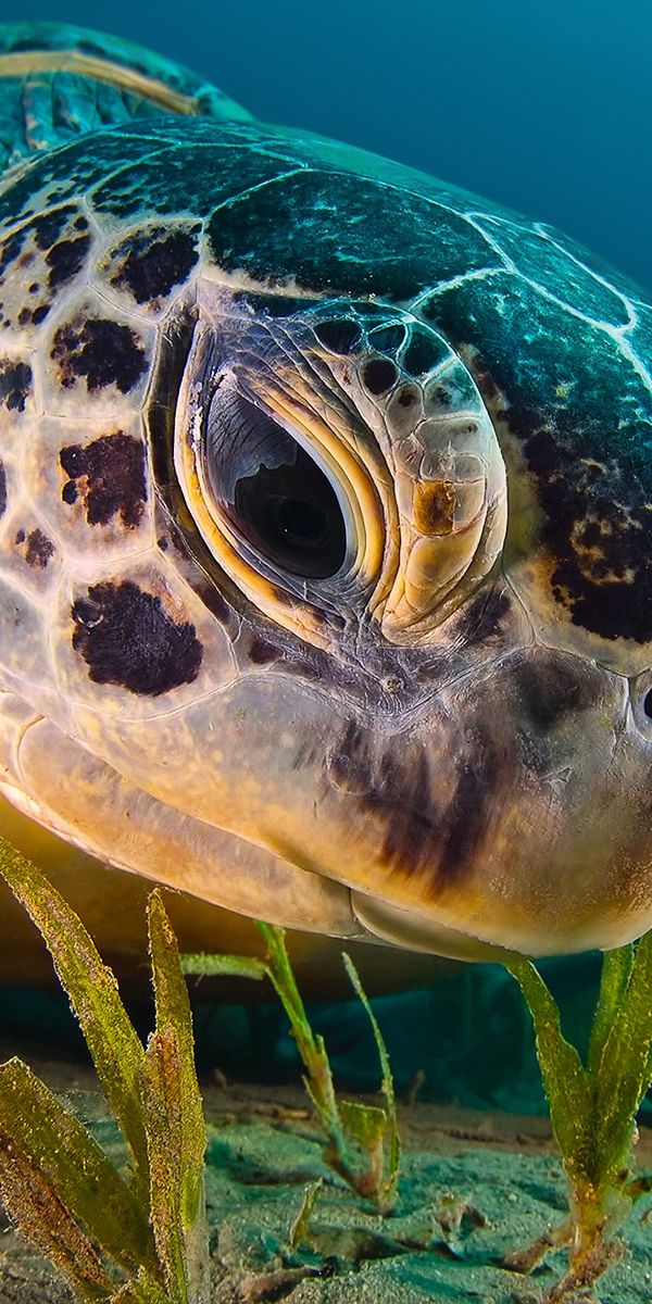 Рыбы морская черепаха. Морские животные. Морская черепаха. Водные обитатели. Зеленая морская черепаха.
