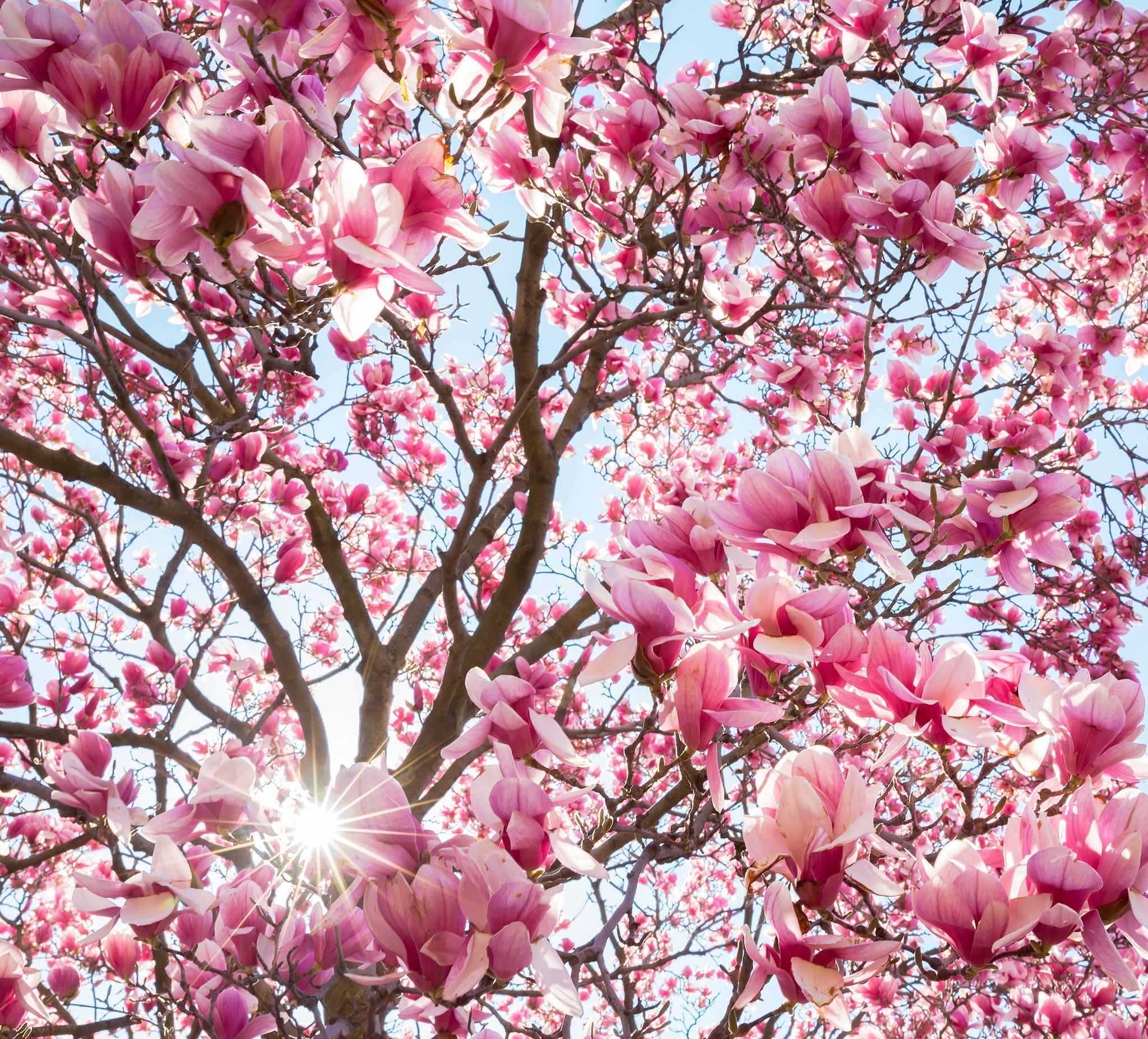 396677 télécharger l'image magnolia, terre/nature, floraison, fleur, la nature, fleur rose, printemps, rayon de soleil, fleurs - fonds d'écran et économiseurs d'écran gratuits
