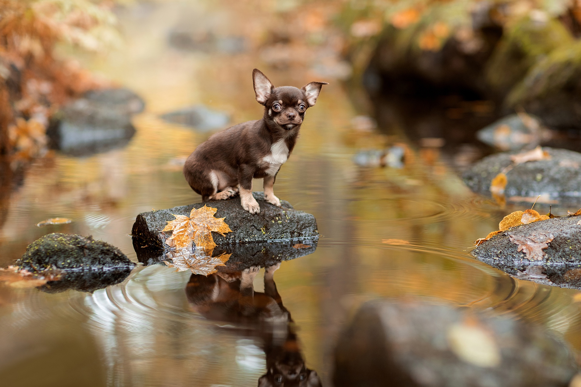 animal, chihuahua, depth of field, dog, reflection, stream, dogs download HD wallpaper