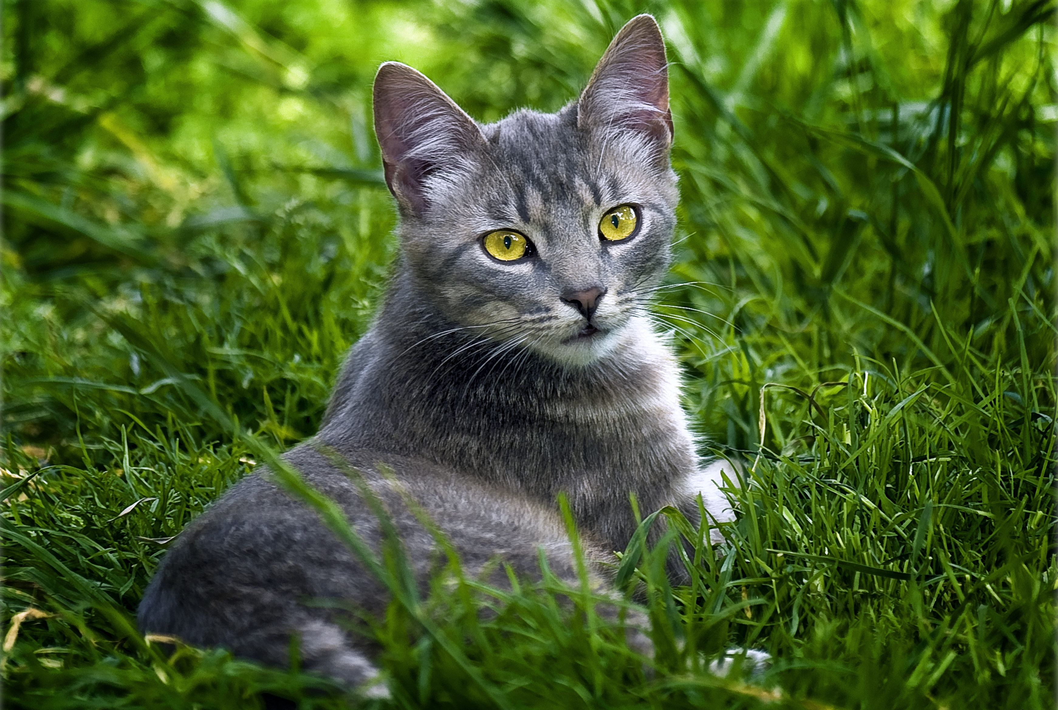 Сибирская короткошерстная кошка серая