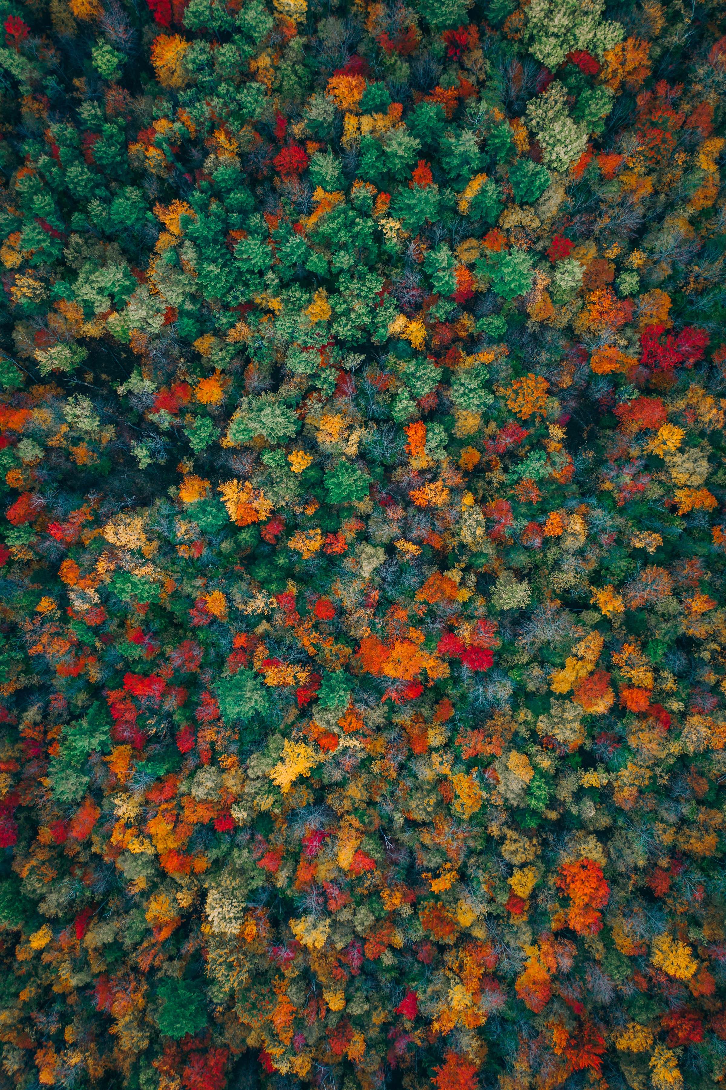 multicolored, view from above, motley, forest, autumn, nature, trees Full HD
