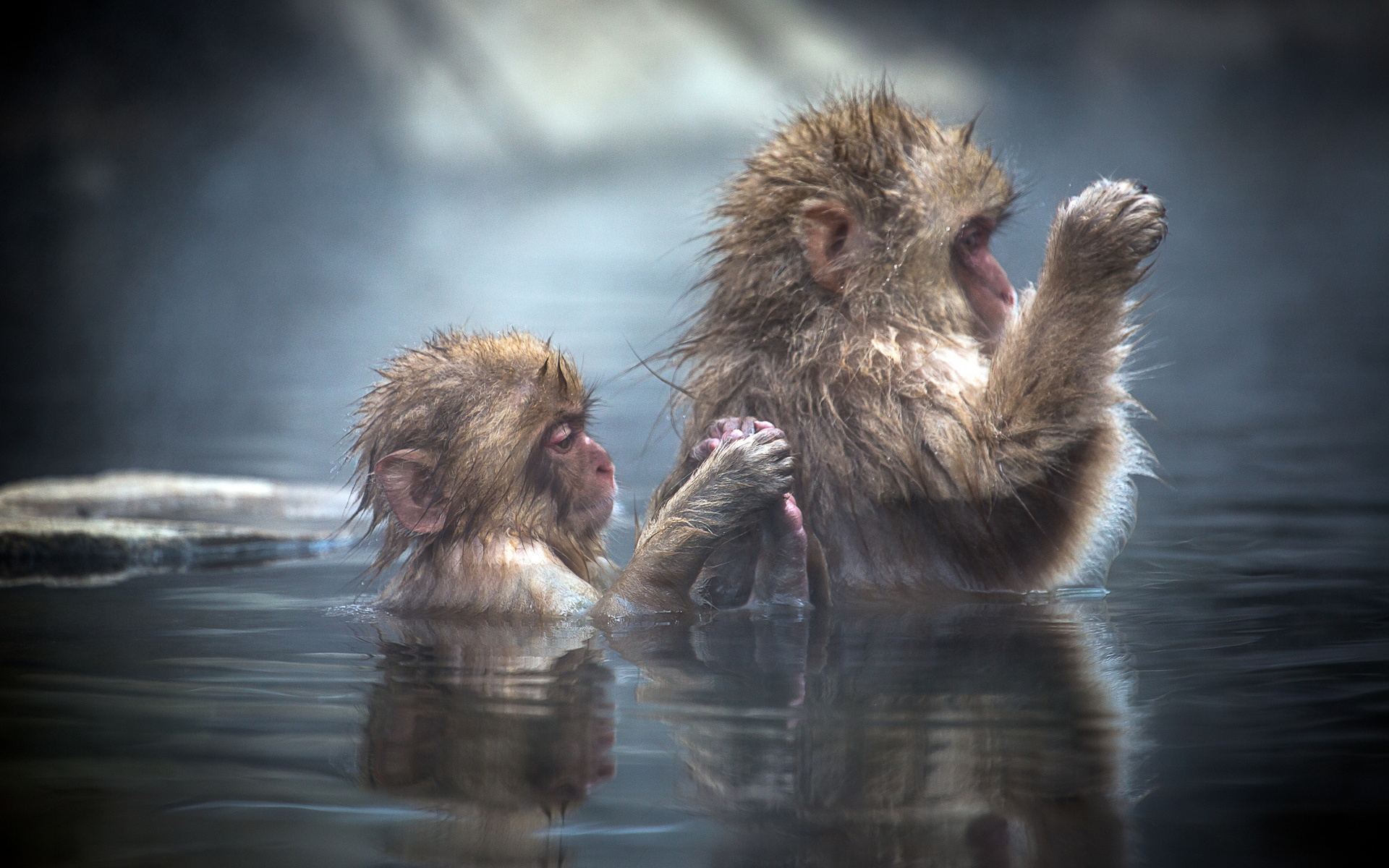 Группа обезьяны в теплой воде слушать