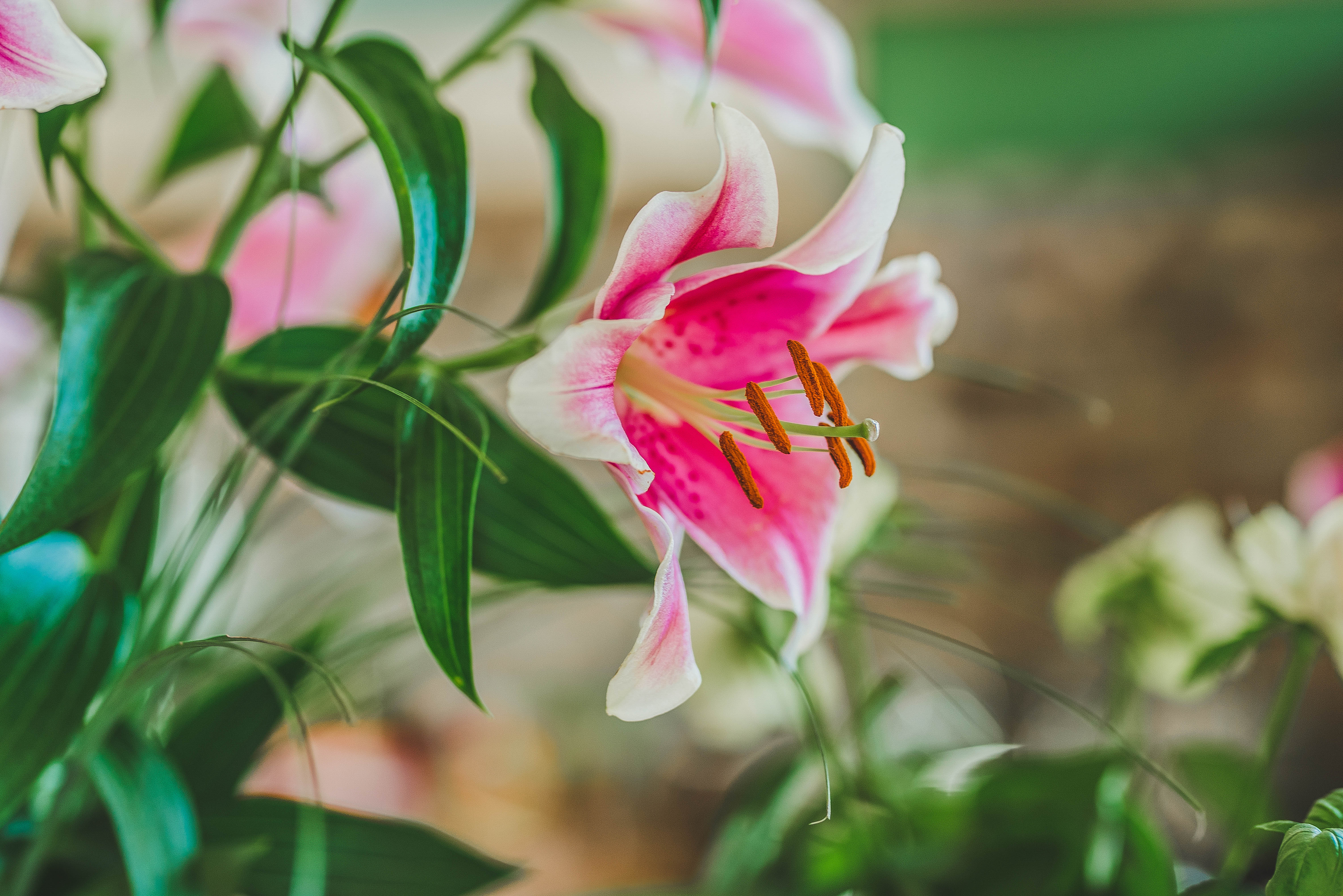 Laden Sie das Blumen, Lily, Lilie, Staubblätter, Pollen, Nahaufnahme, Blütenblätter-Bild kostenlos auf Ihren PC-Desktop herunter