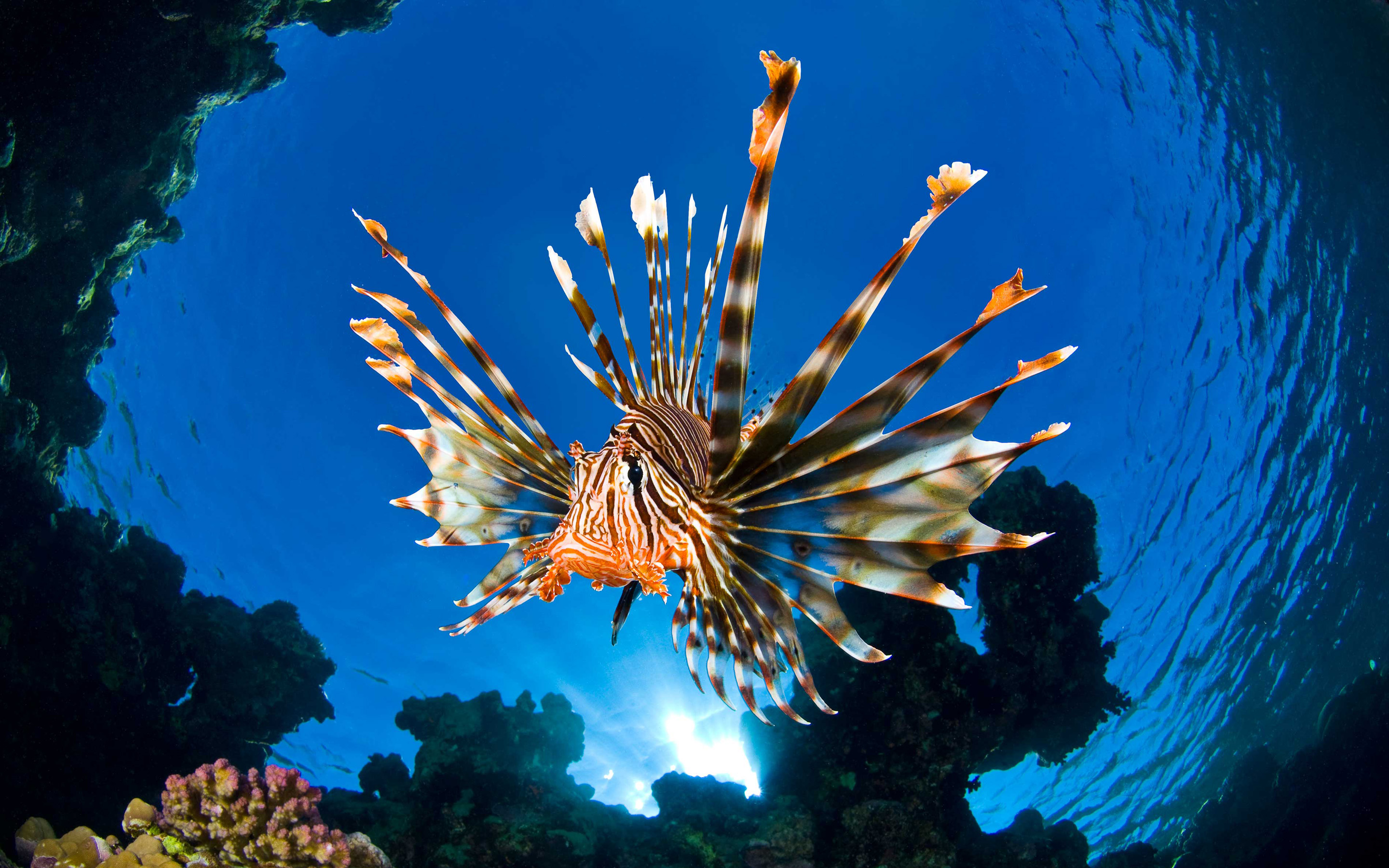 lionfish, fishes, animal mobile wallpaper