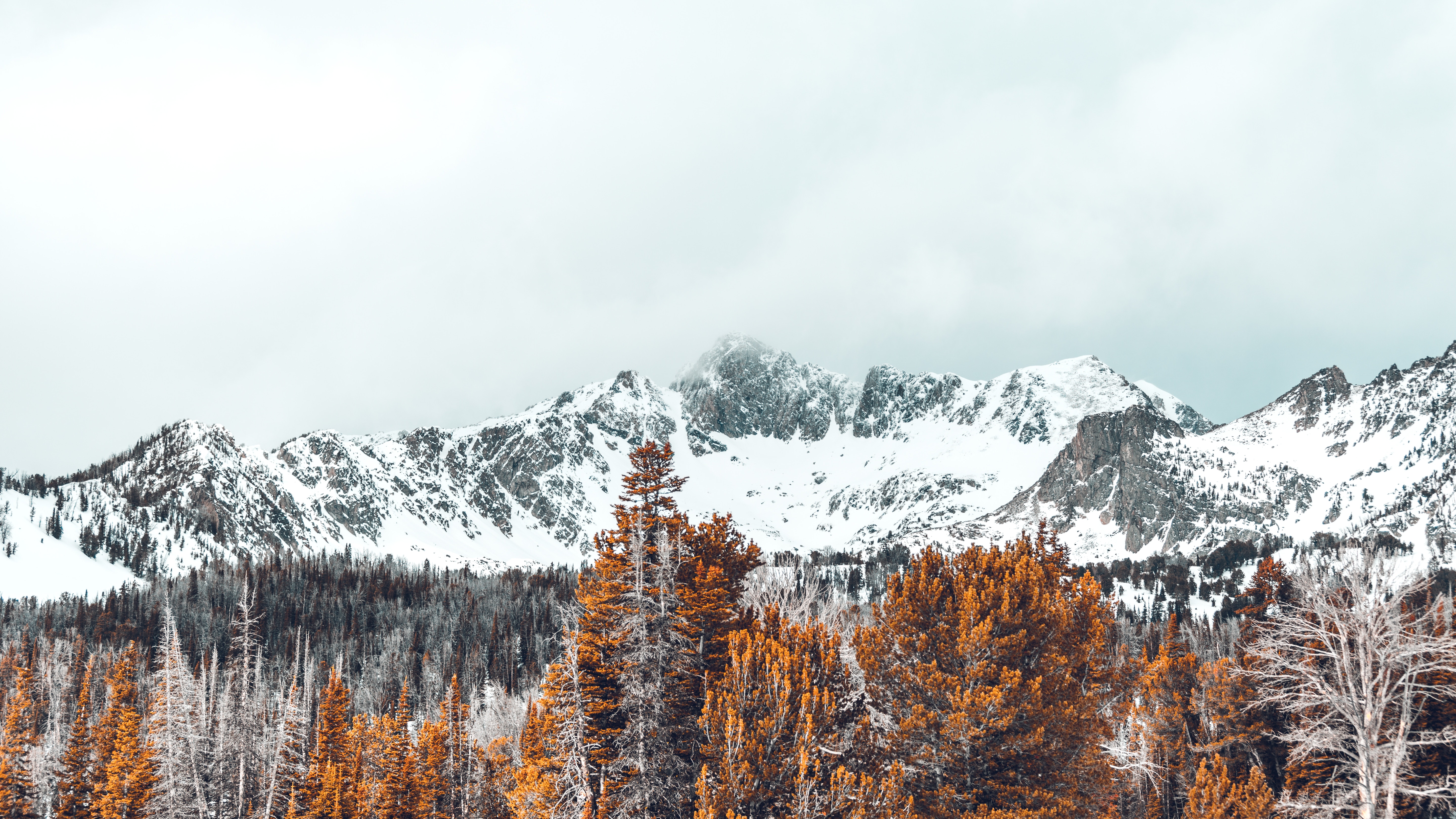 145232 descargar imagen naturaleza, árboles, montañas, vértice, tops, cubierto de nieve, nevado: fondos de pantalla y protectores de pantalla gratis