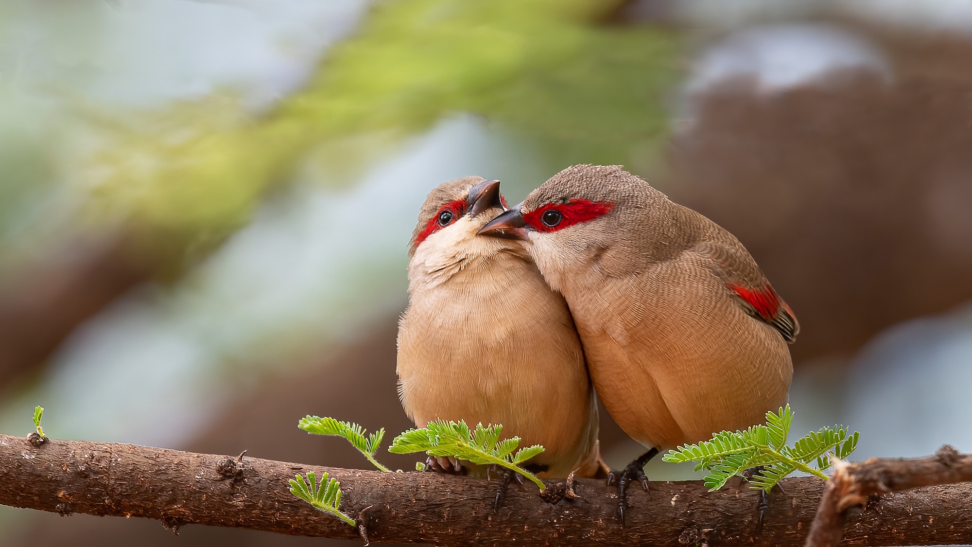 Птичий поцелуй