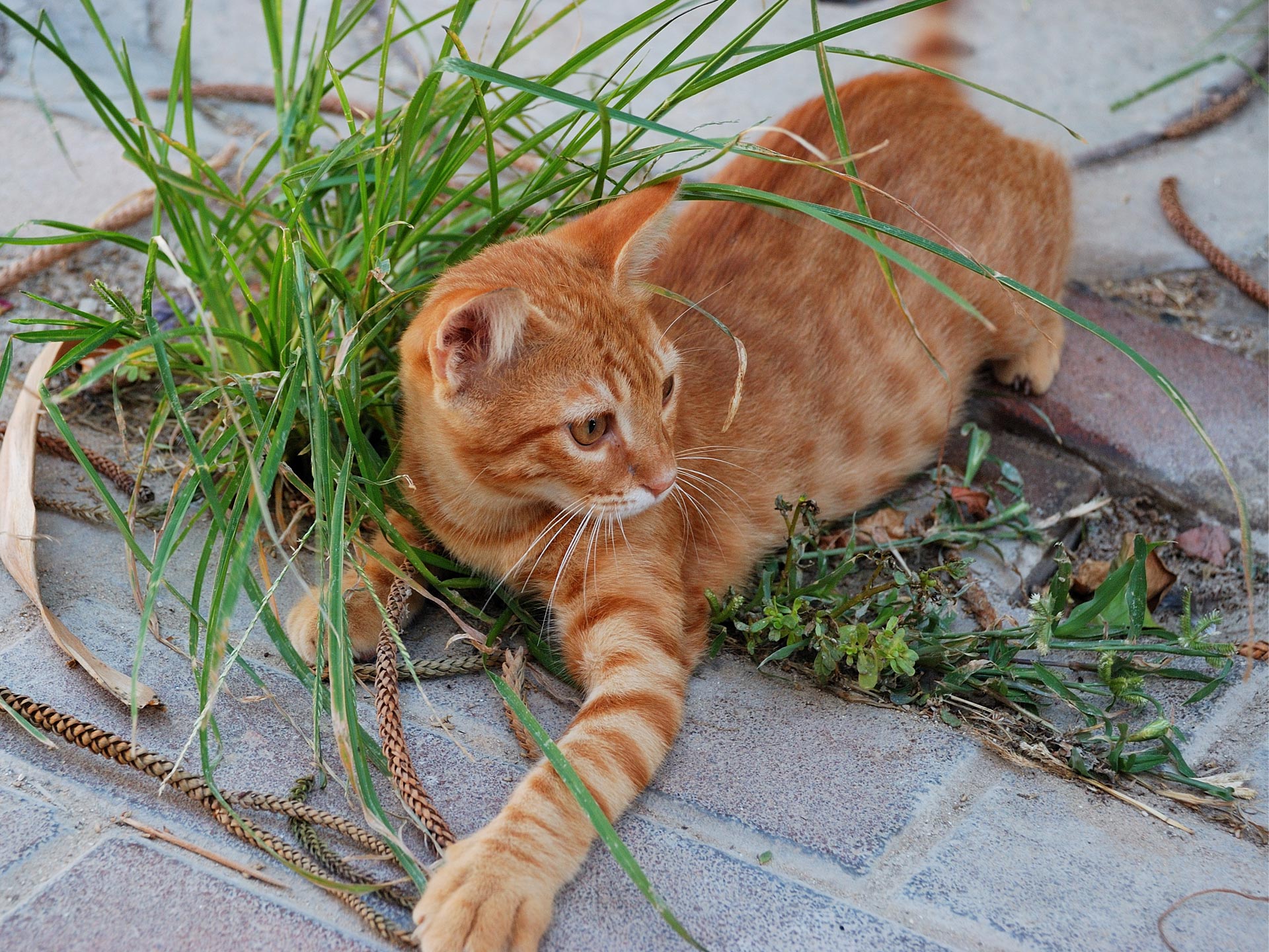 Рыжая полосатая кошка. Бенгальская короткошерстная кошка рыжая. Макрелевый табби рыжий. Европейский короткошерстный Крысолов рыжий. Бразильская короткошерстная кошка рыжая.