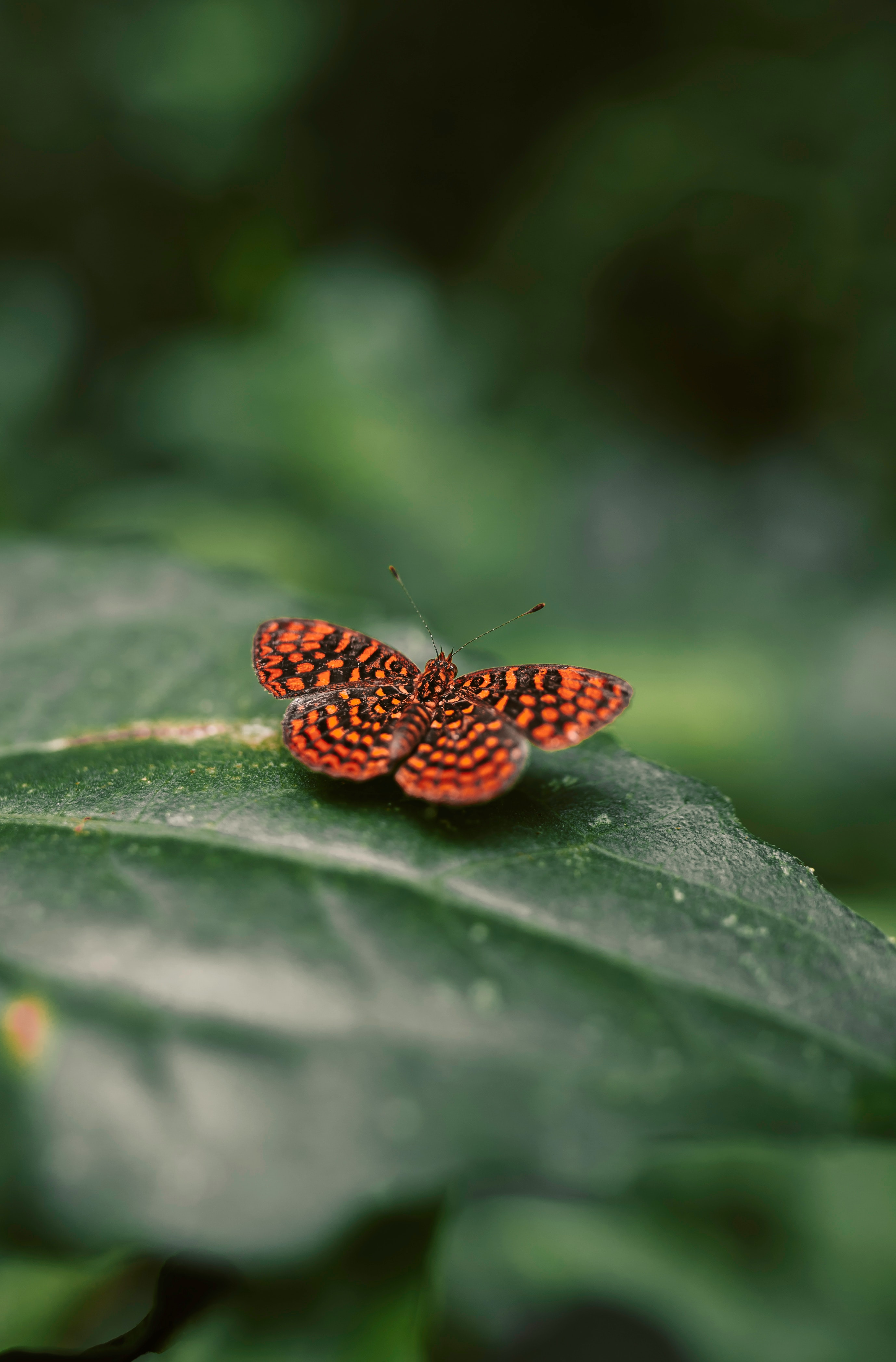 Download mobile wallpaper Spotty, Spotted, Macro, Insect, Close Up, Wings, Butterfly for free.