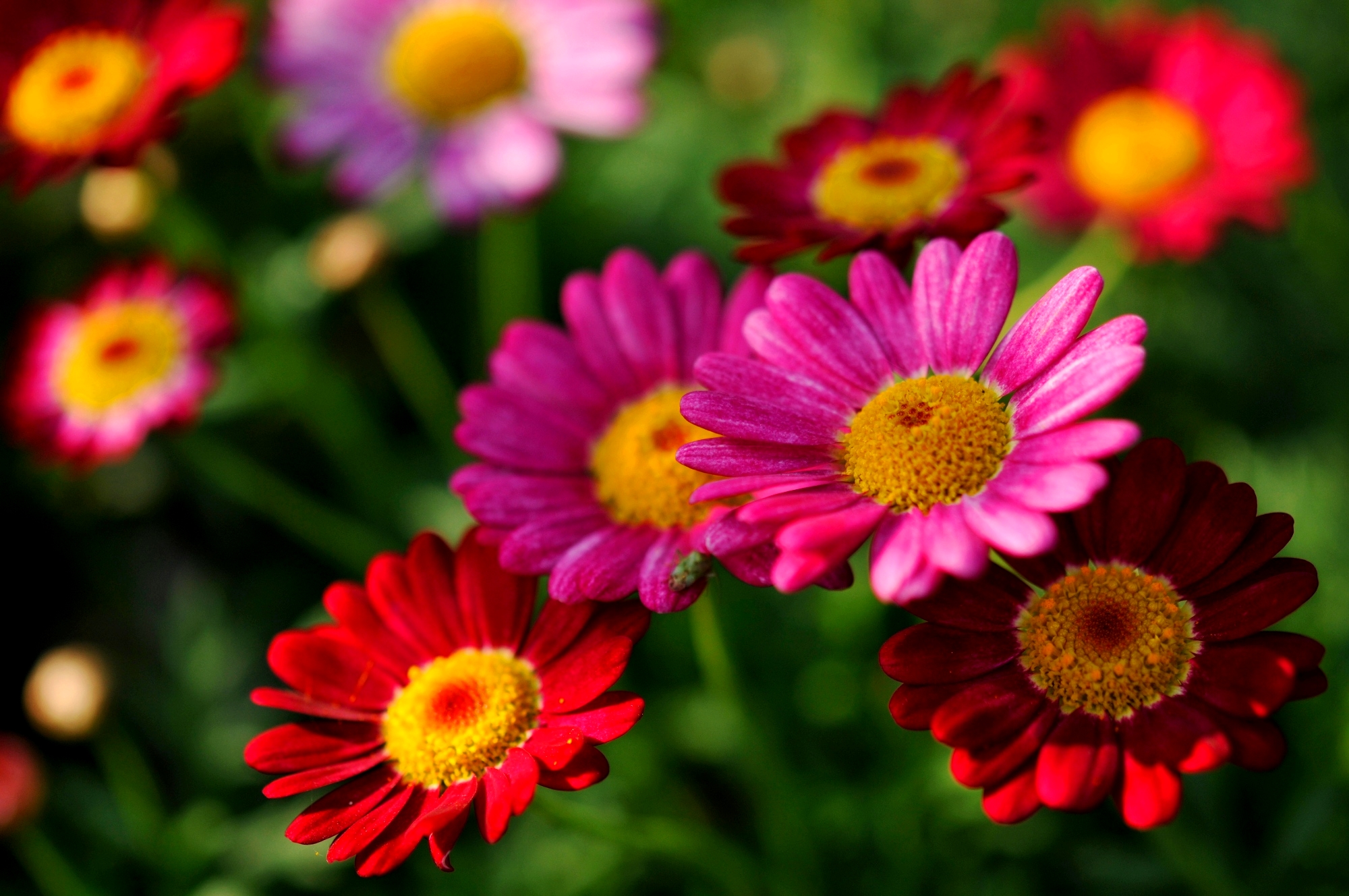 Download mobile wallpaper Flowers, Flower, Earth, Gerbera, Daisy, Red Flower, Pink Flower for free.