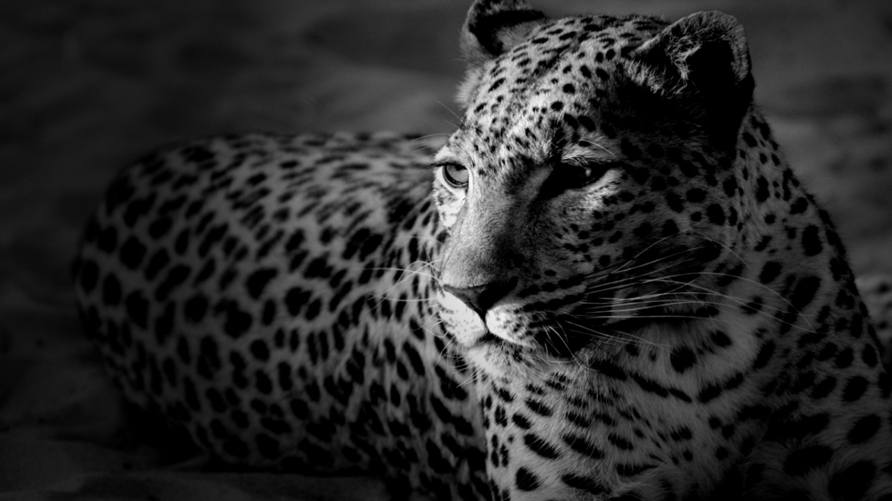 animals, leopards, gray Phone Background