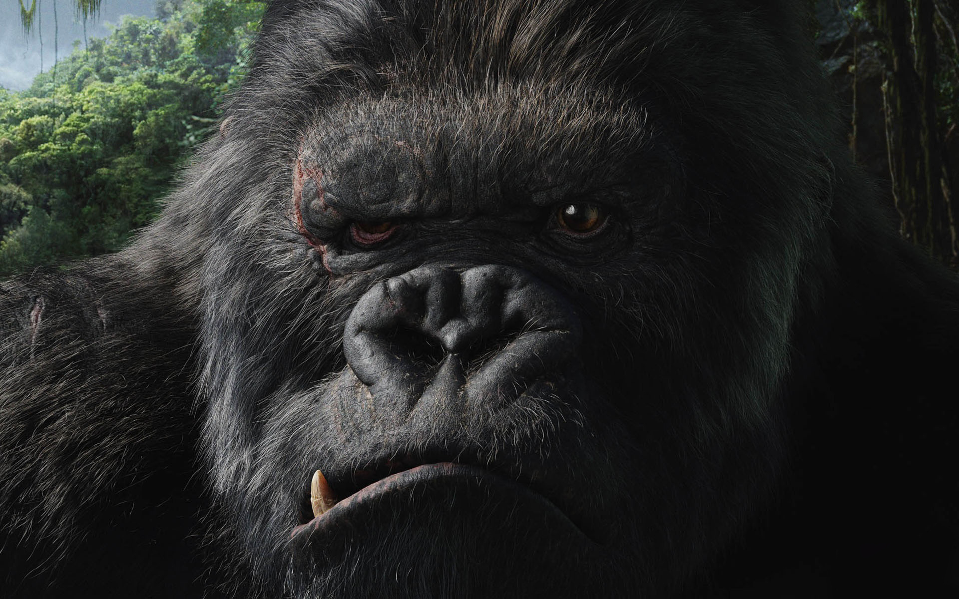 movie, king kong (2005), face, gorilla, king kong