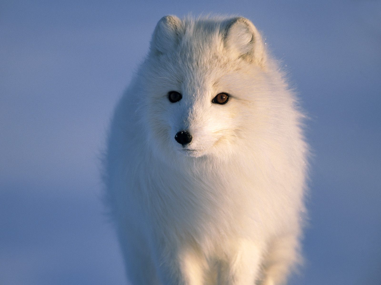 arctic fox, animal, dogs
