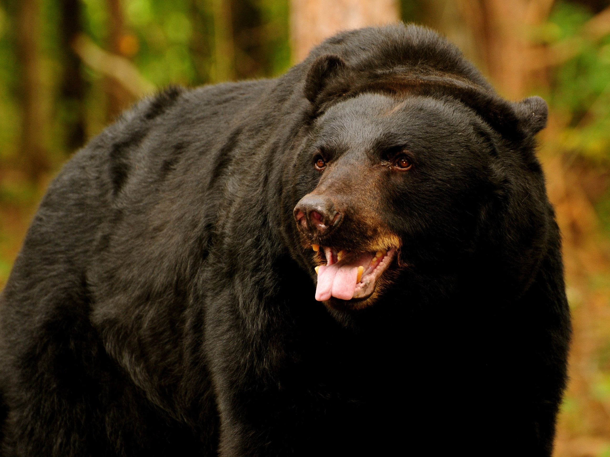 57015 скачать обои медведь, хищник, бурый, открытый рот, животные - заставки и картинки бесплатно