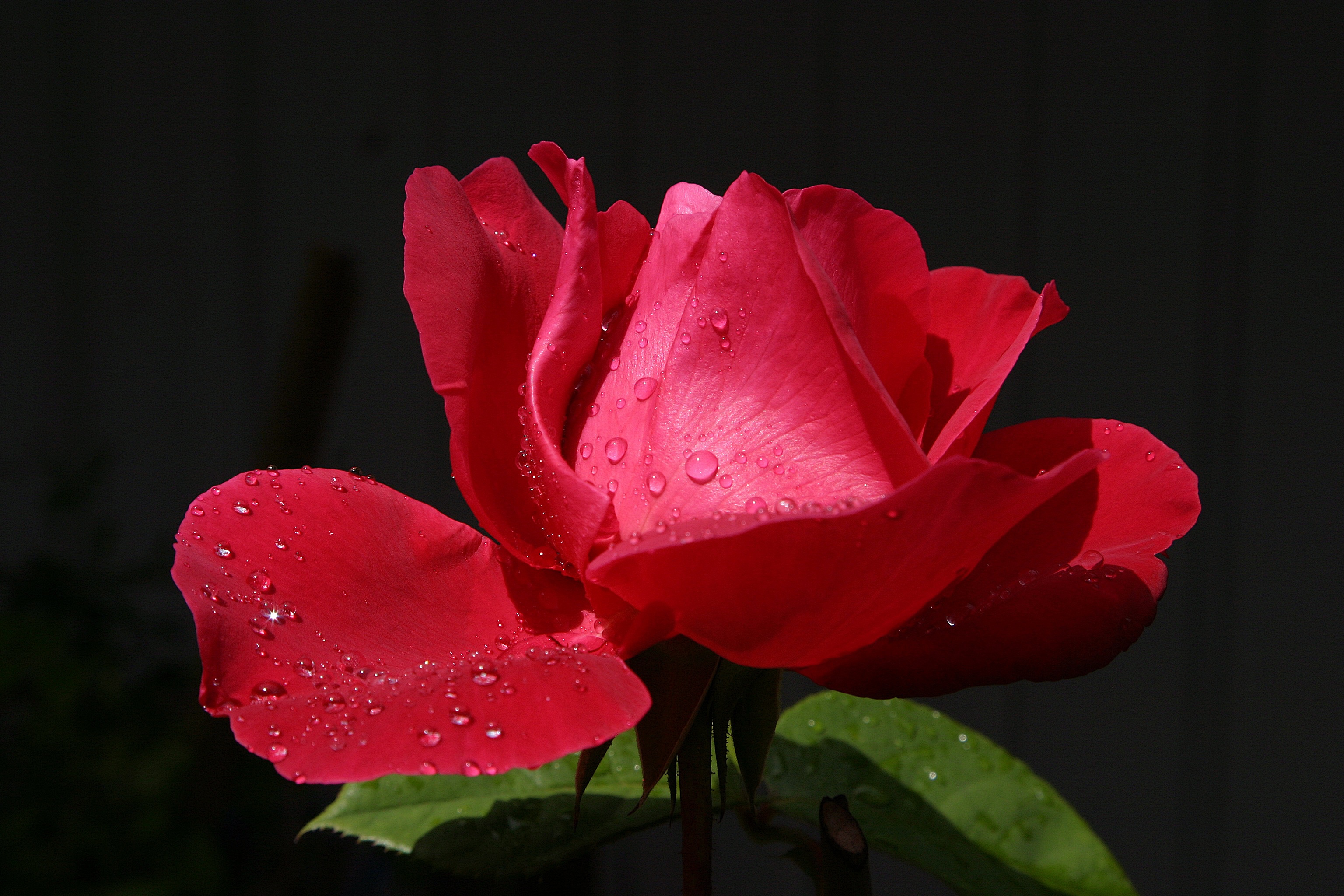 免费下载花卉, 玫瑰, 自然手机壁纸。