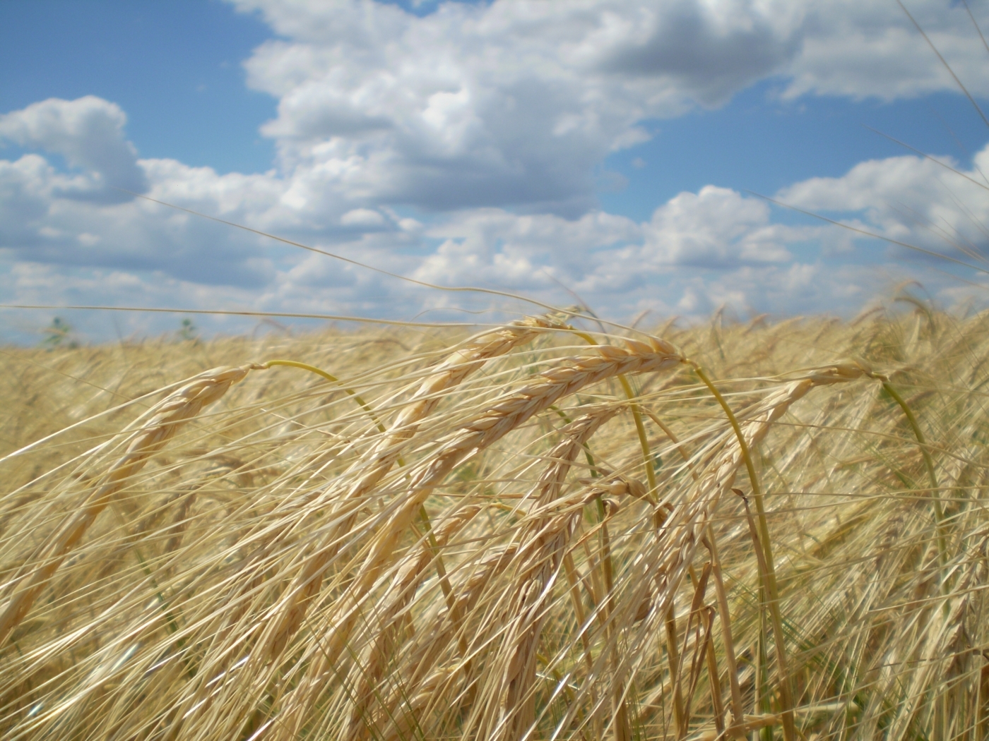 Download mobile wallpaper Landscape, Clouds, Sky, Fields, Wheat for free.