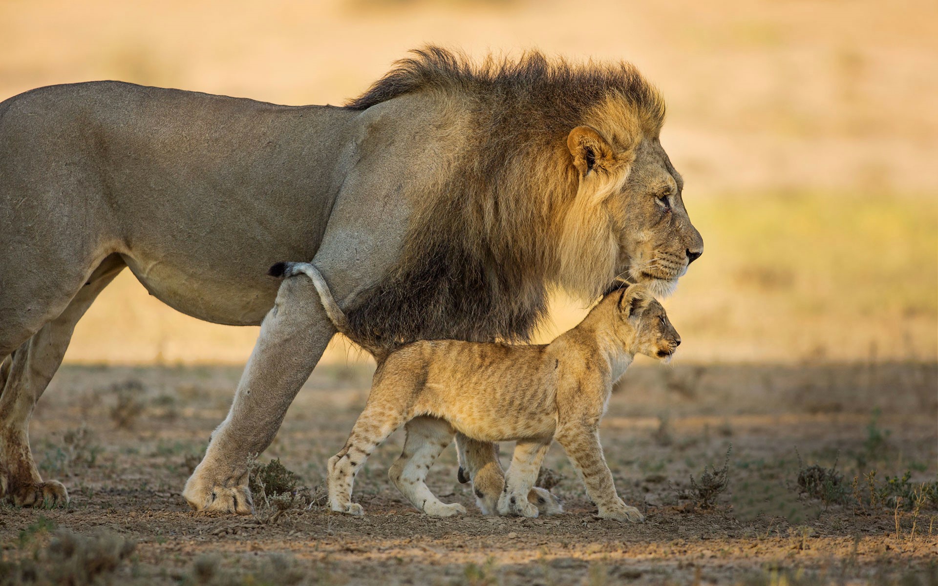 Африканский Лев со львенком