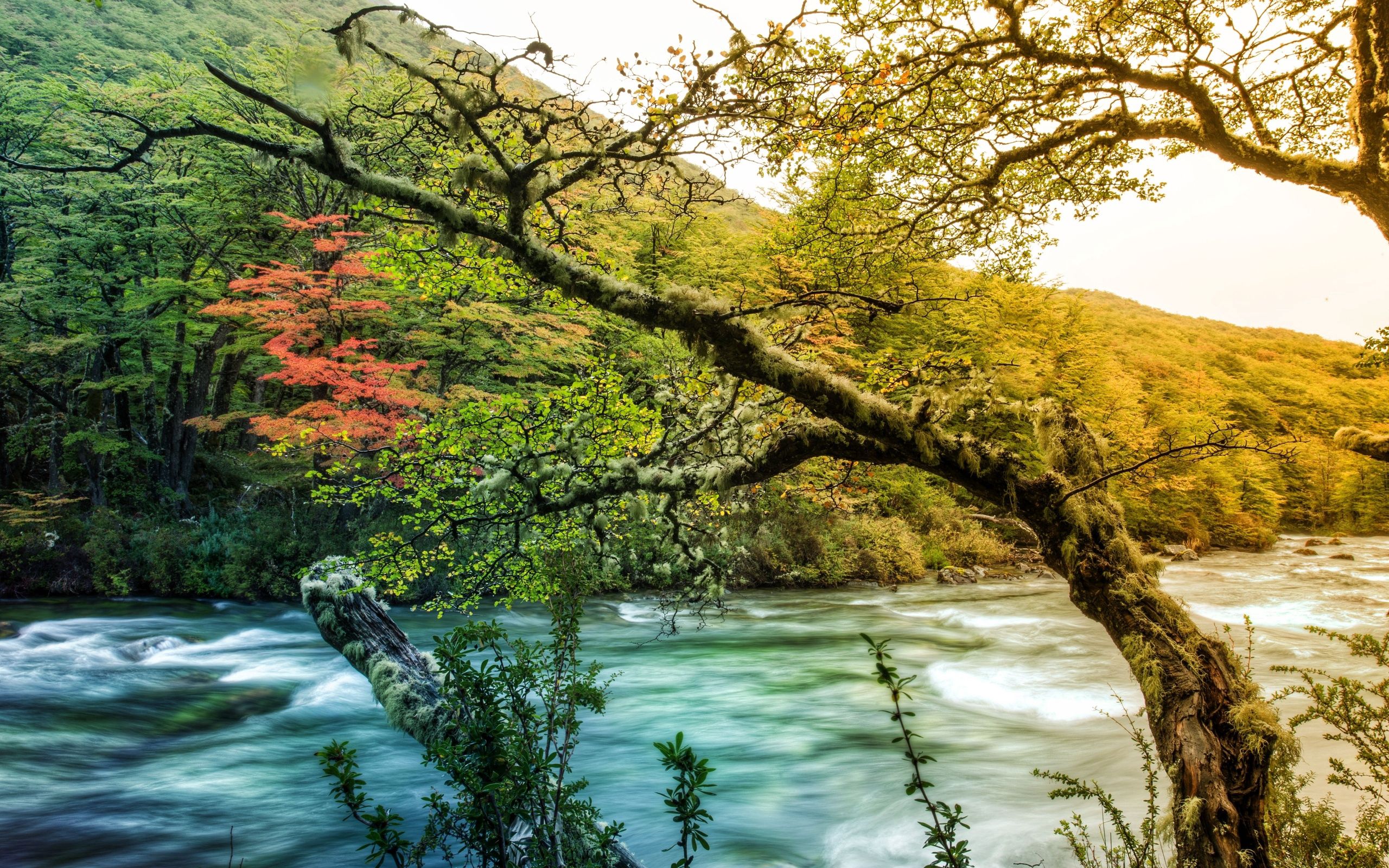 thicket, nature, rivers, mountain, shore, bank, wood, tree, branch, flow, moss, stream, thickets, growths Panoramic Wallpaper
