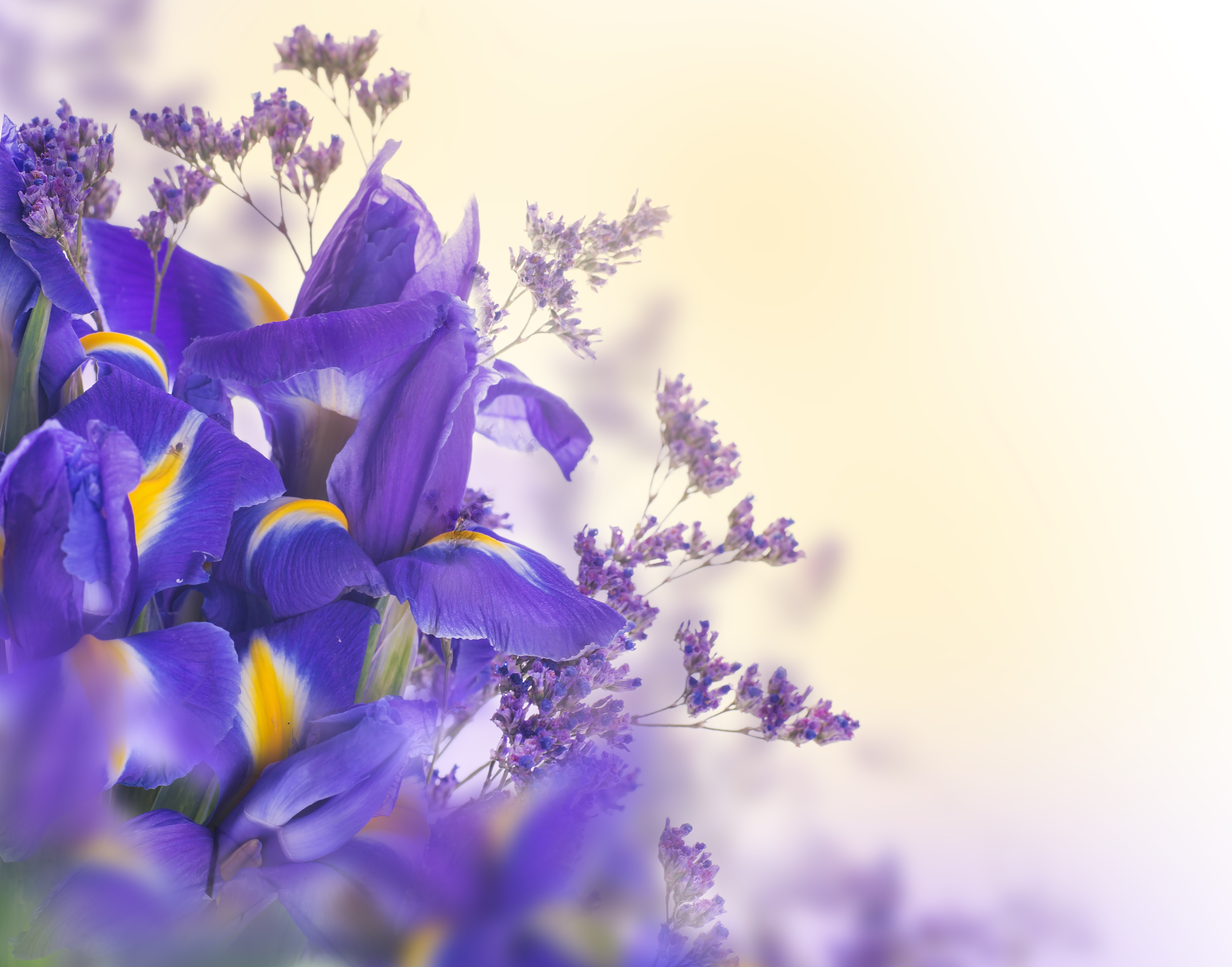 iris, earth, flowers 2160p