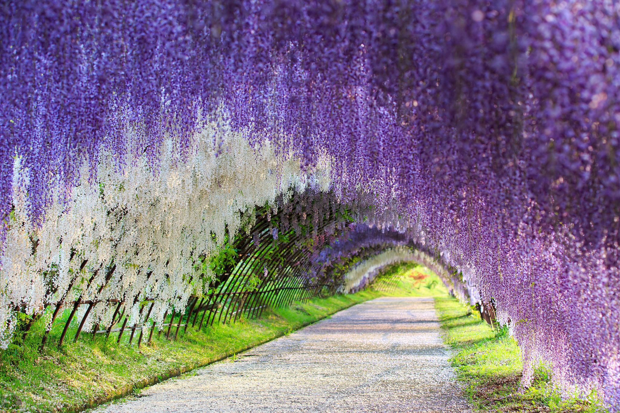 purple flower, white flower, wisteria, photography, park, flower, path, summer, tunnel cellphone