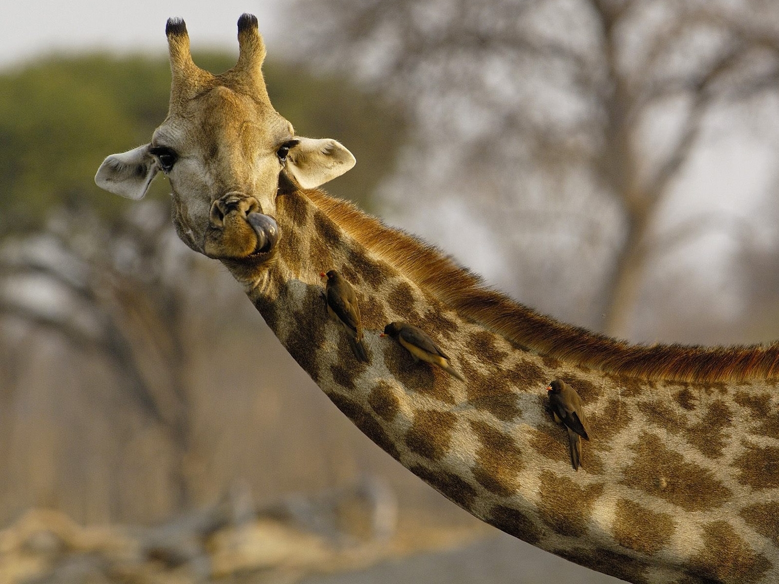 7547 Bild herunterladen tiere, giraffen - Hintergrundbilder und Bildschirmschoner kostenlos