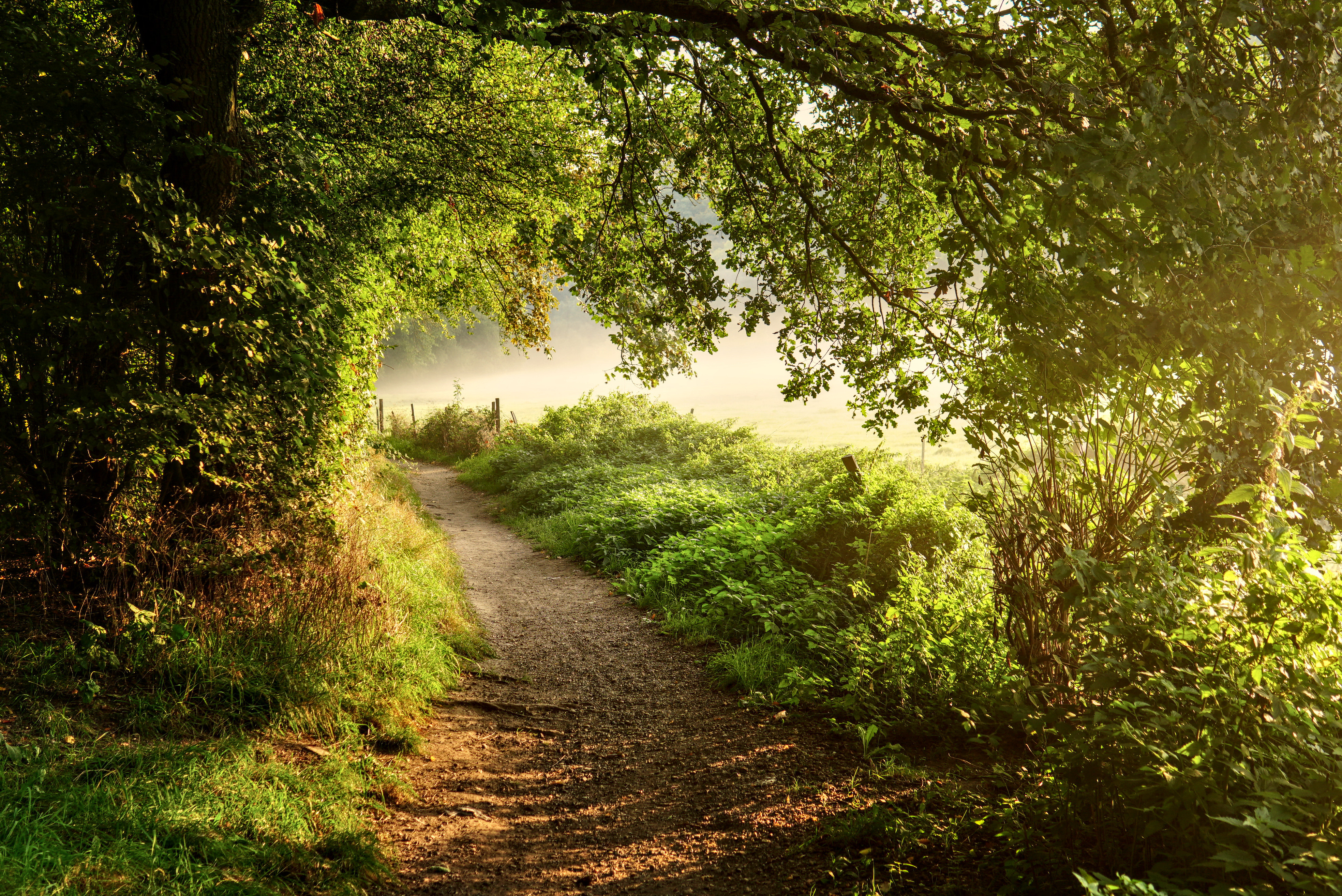 path, nature, trees, grass, bush, forest wallpaper for mobile