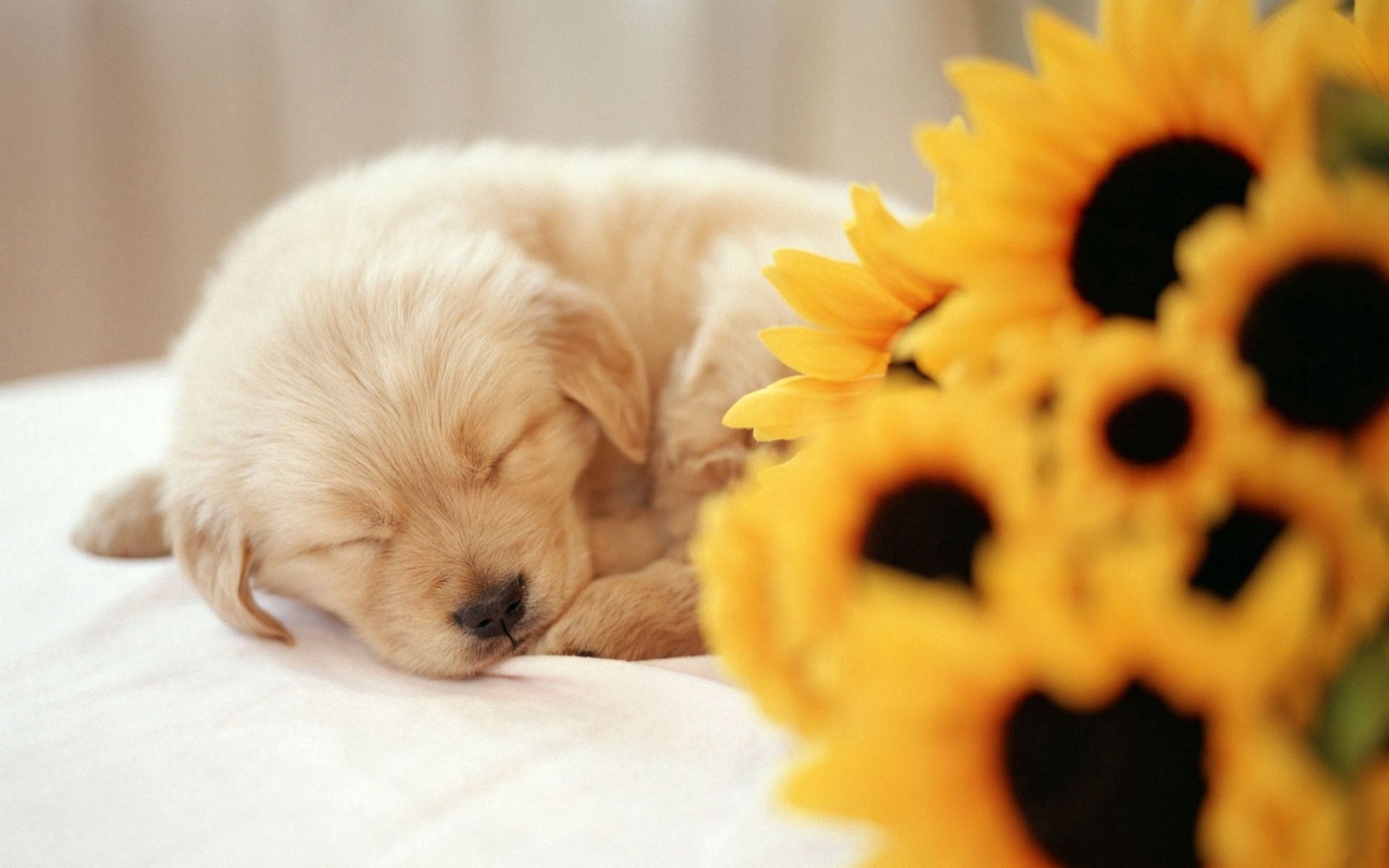 Download mobile wallpaper Sleep, Animals, Muzzle, Dream, Puppy, Dog, Flower for free.