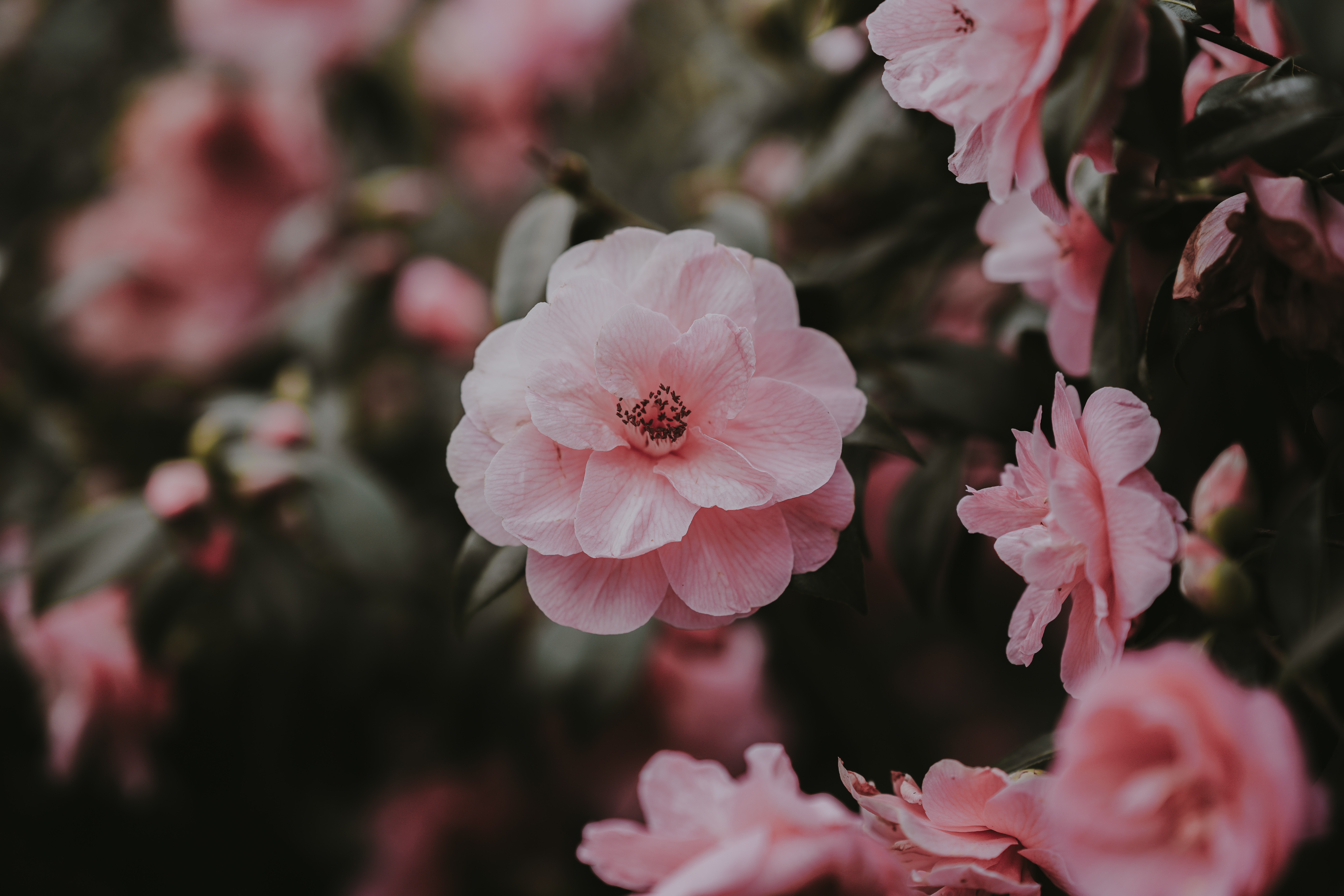 74881 baixar papel de parede flores, rosa, pétalas, arbusto, cor de rosa, rosa selvagem - protetores de tela e imagens gratuitamente