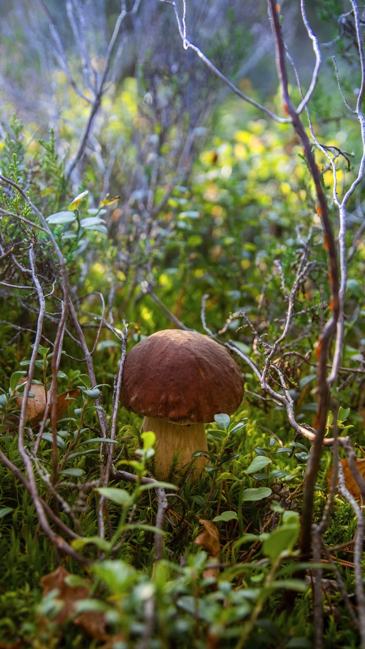 earth, mushroom, thicket High Definition image