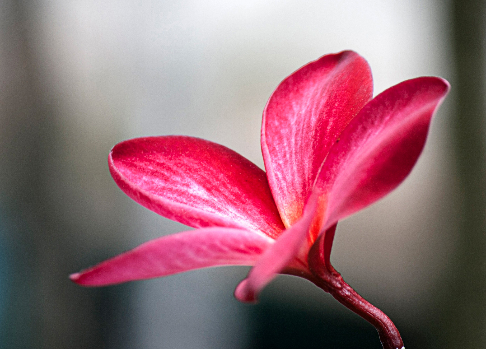 Laden Sie das Blume, Makro, Plumeria, Blütenblätter-Bild kostenlos auf Ihren PC-Desktop herunter