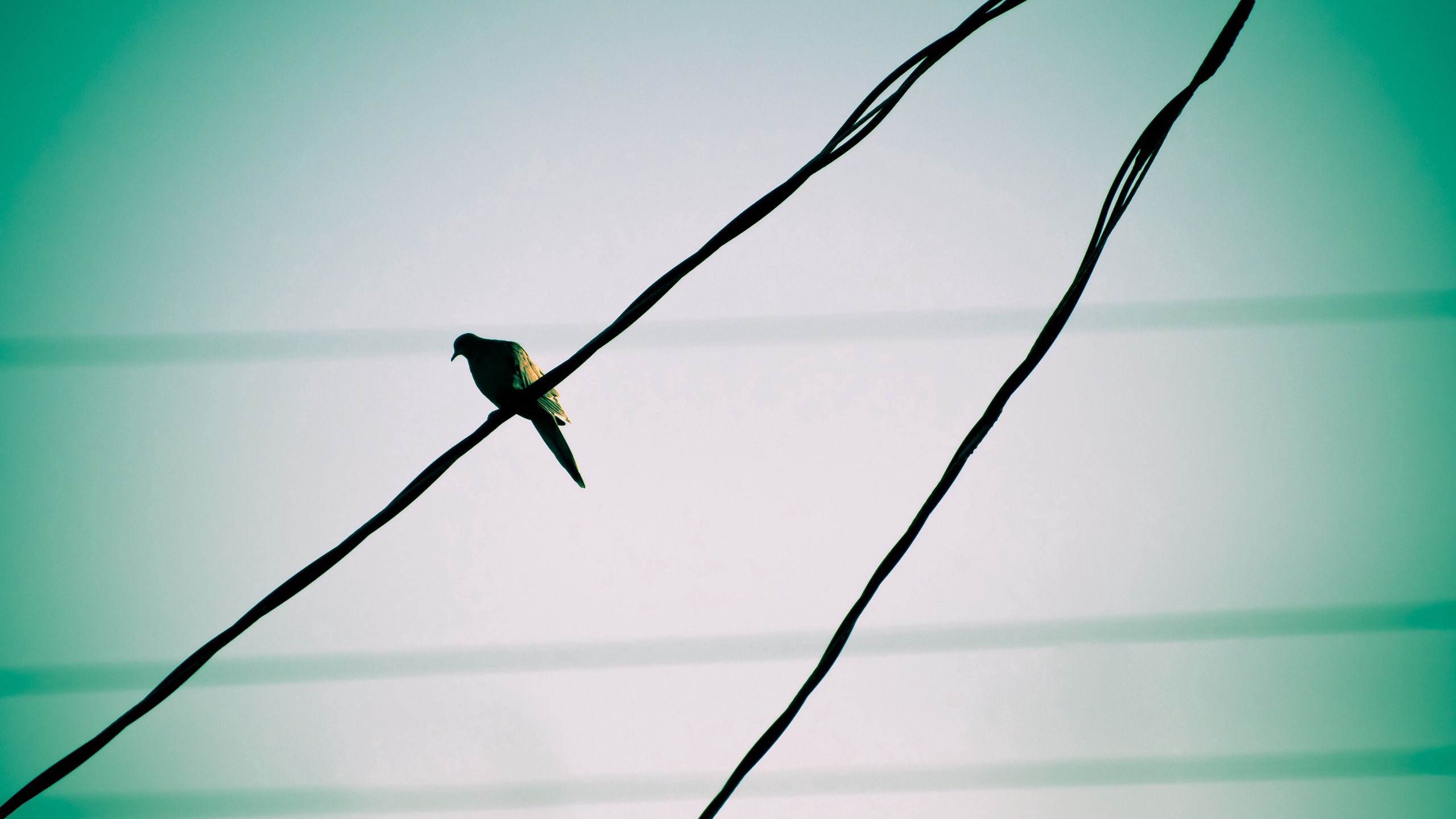 wires, animals, sky, bird, wire, expectation, waiting Full HD