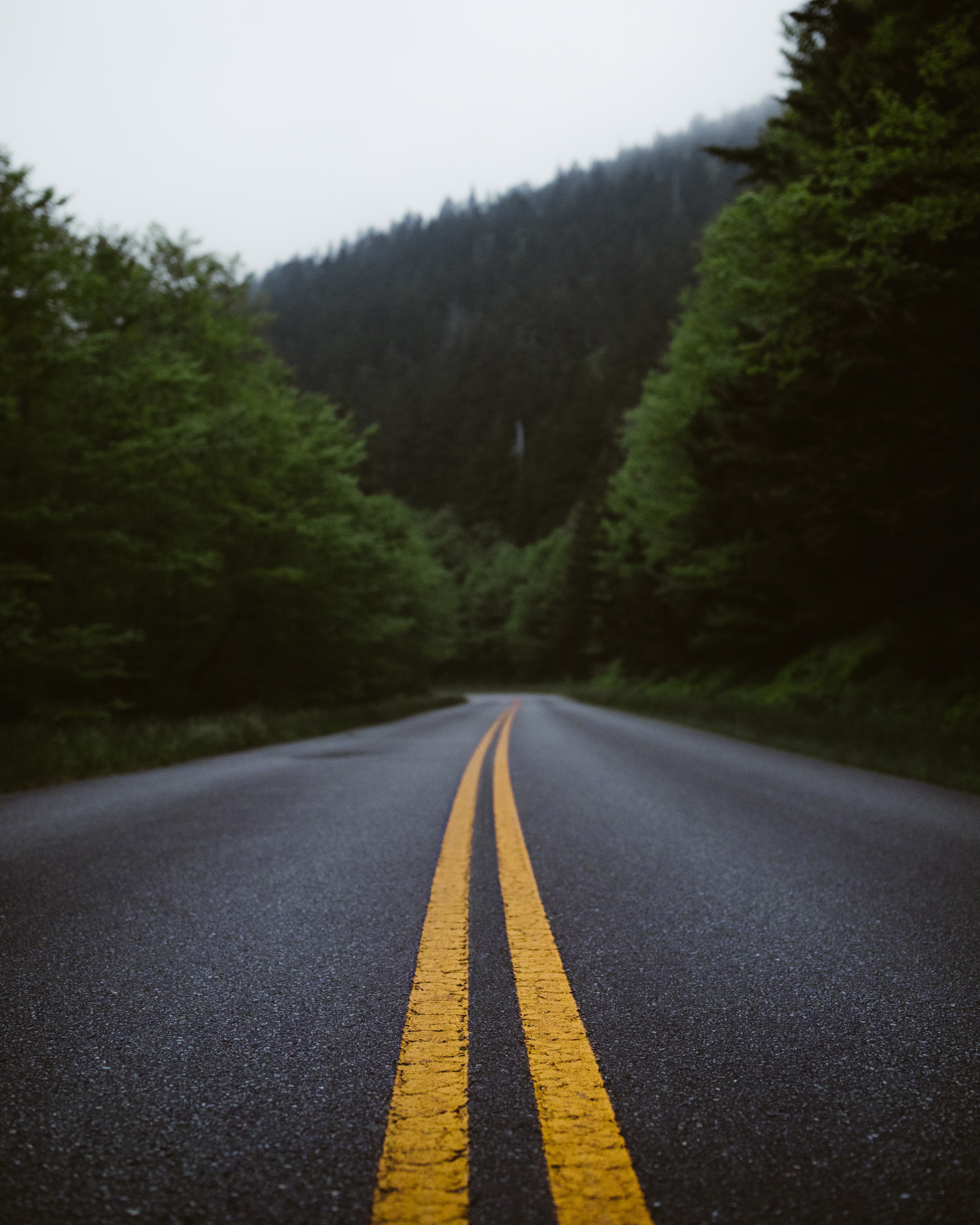 Download mobile wallpaper Road, Markup, Bush, Forest, Nature for free.