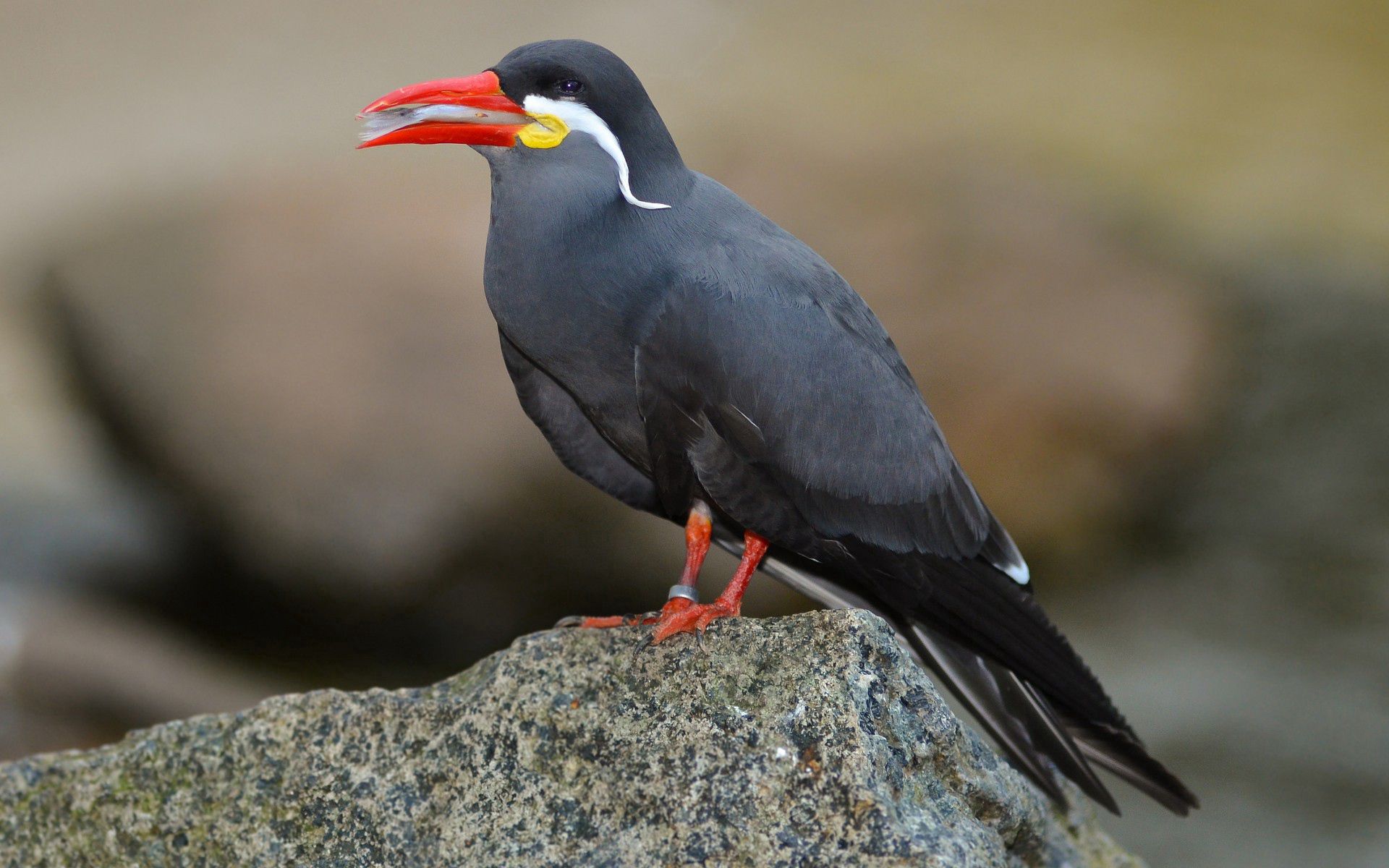 Handy-Wallpaper Vogel, Schnurrbart, Inka Seeschwalbe, Tiere kostenlos herunterladen.