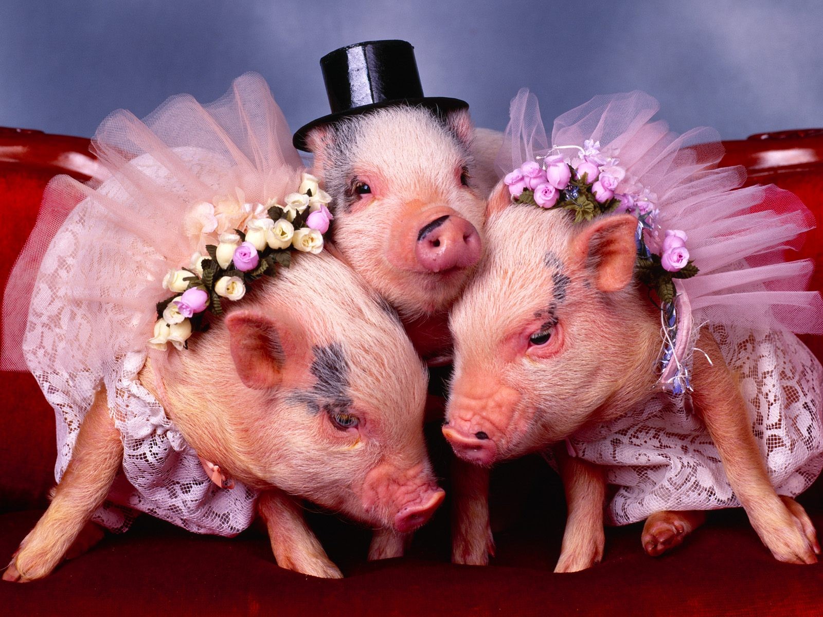 animal, pig, costume Full HD