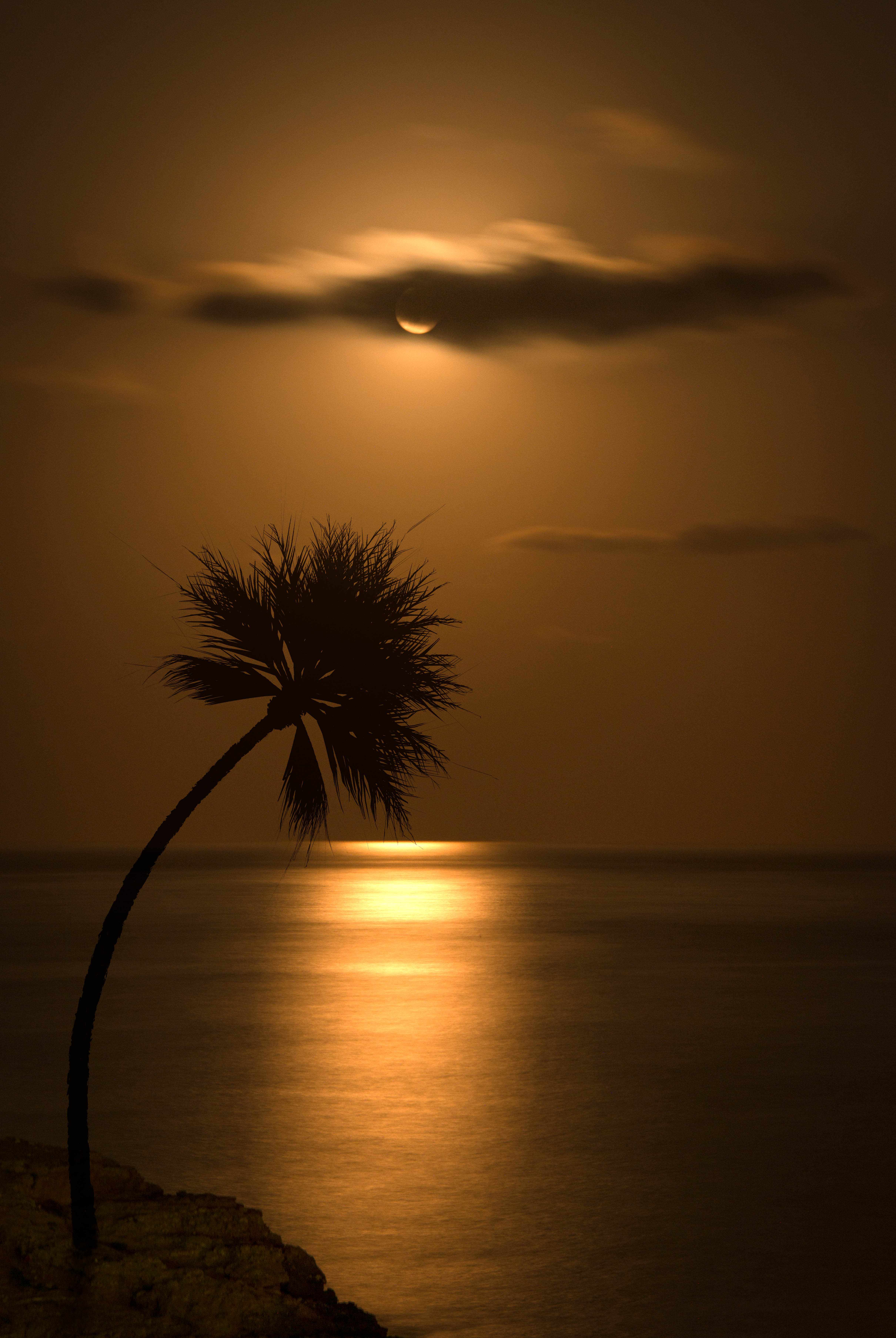 palm, sunset, sea, dark, glare, silhouette cellphone