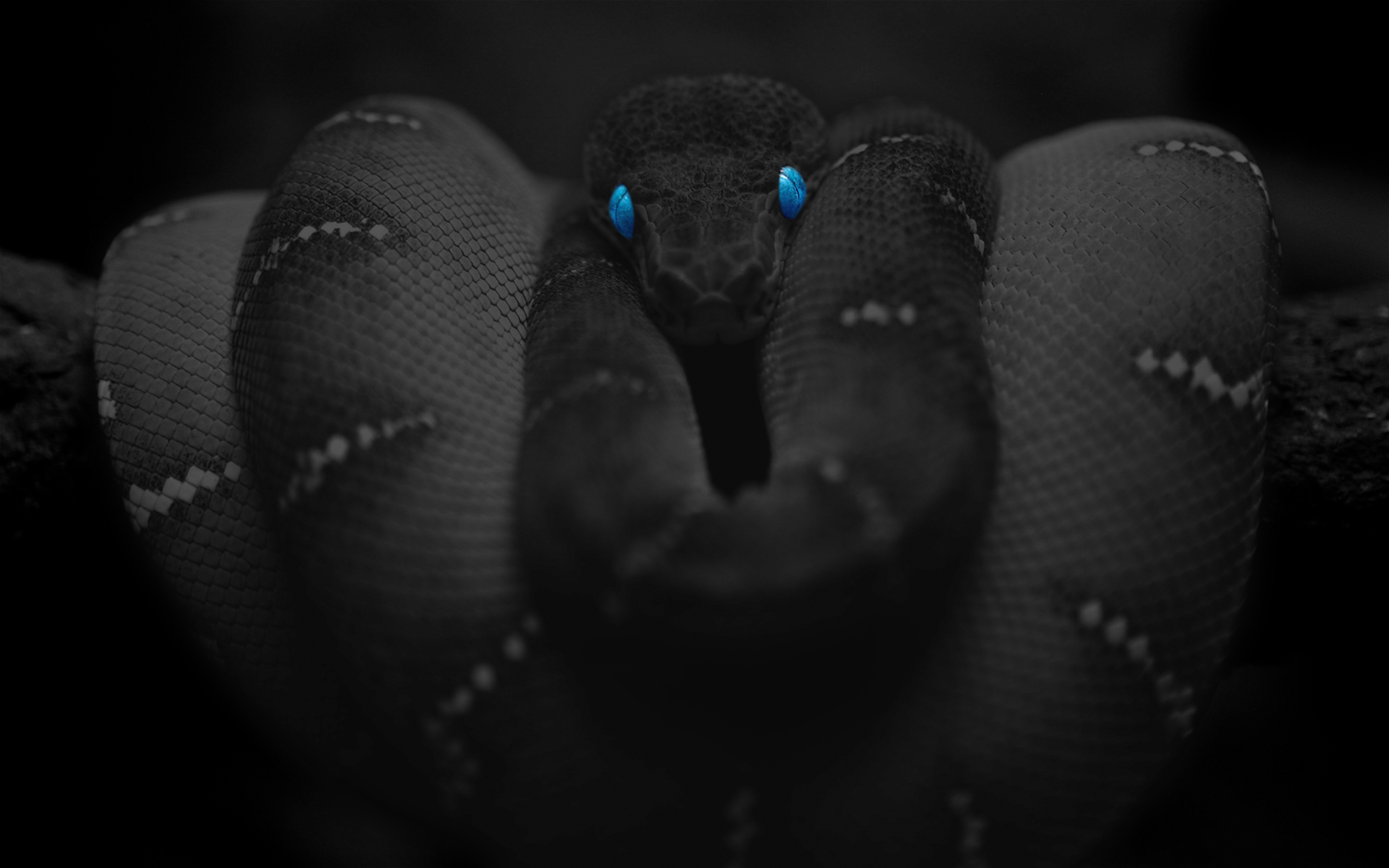 Чёрная мамба змея