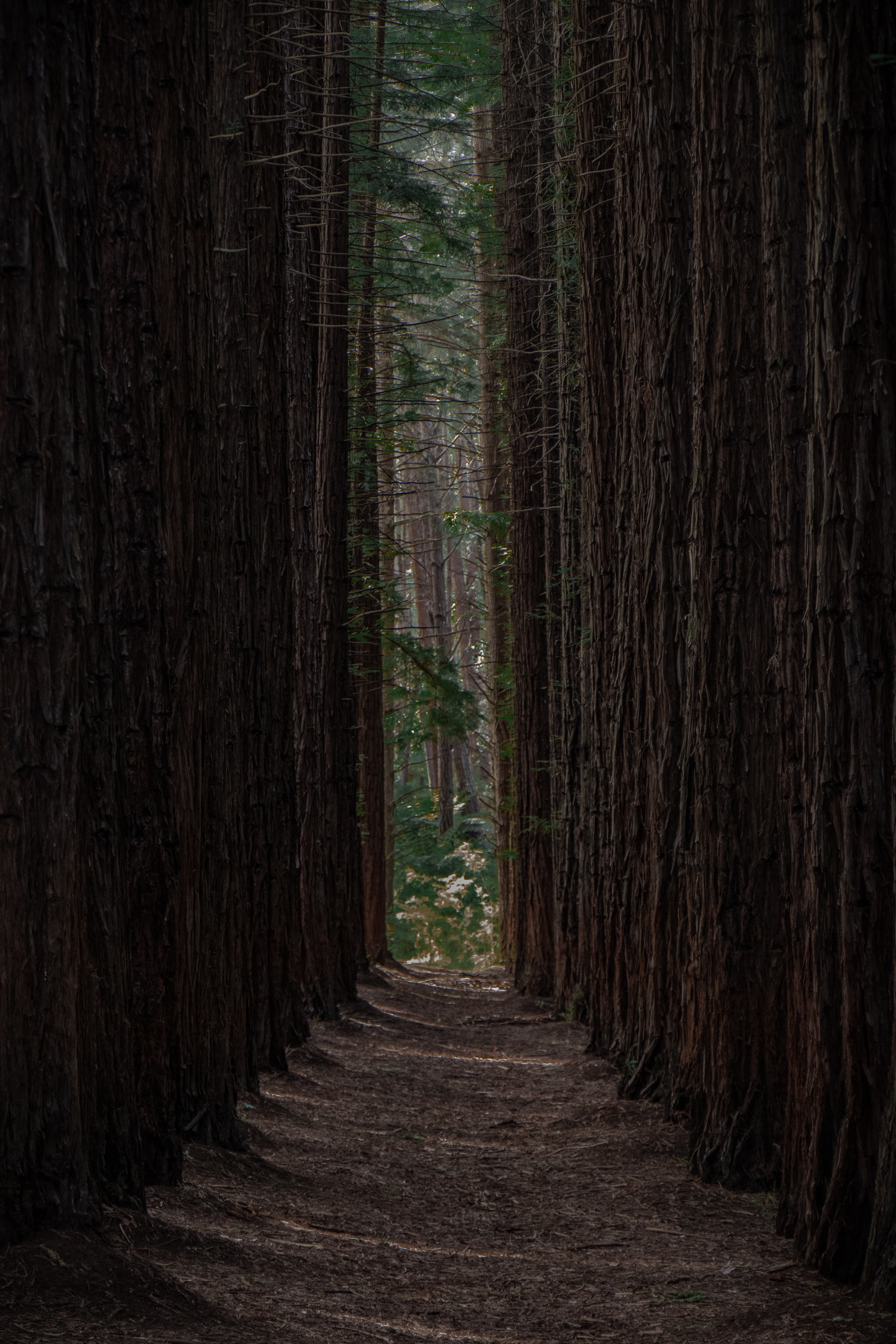 nature, trees, pine, forest, path, rows, ranks