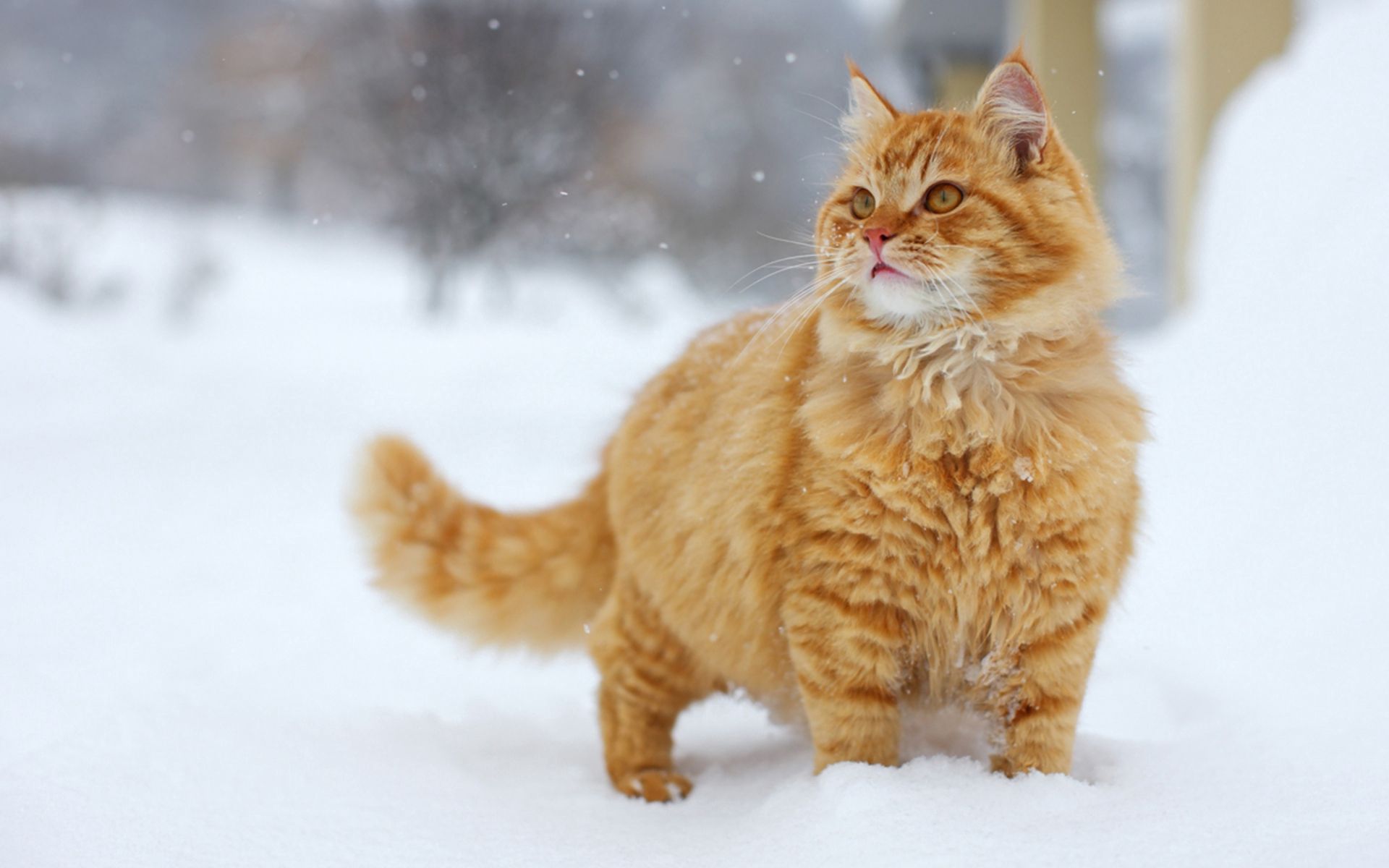cat, stroll, snow, animals, sight, opinion UHD