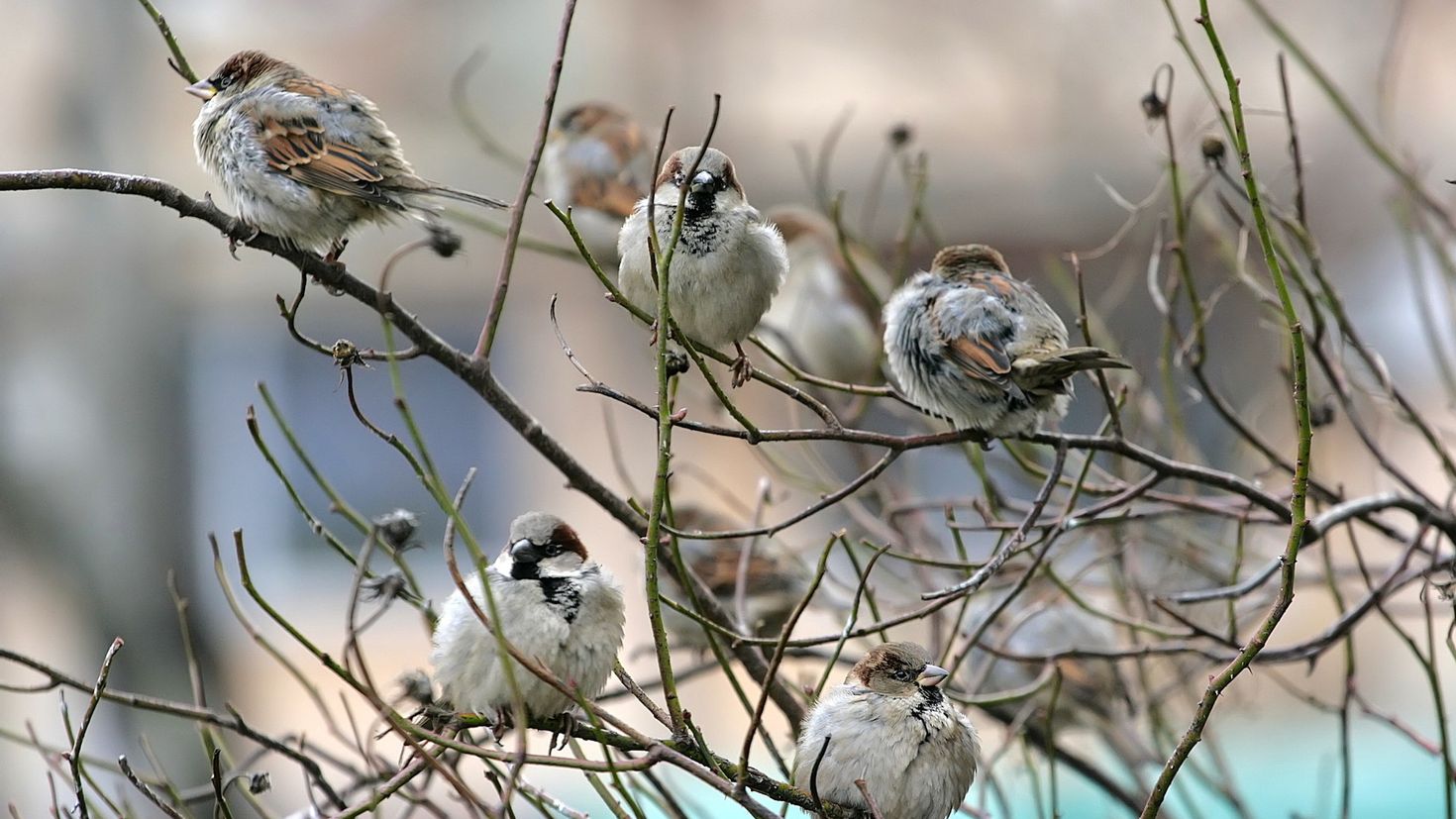 При низких температурах воздуха птицы распушают. Гнездо пуночки. Птицы ранней весной.